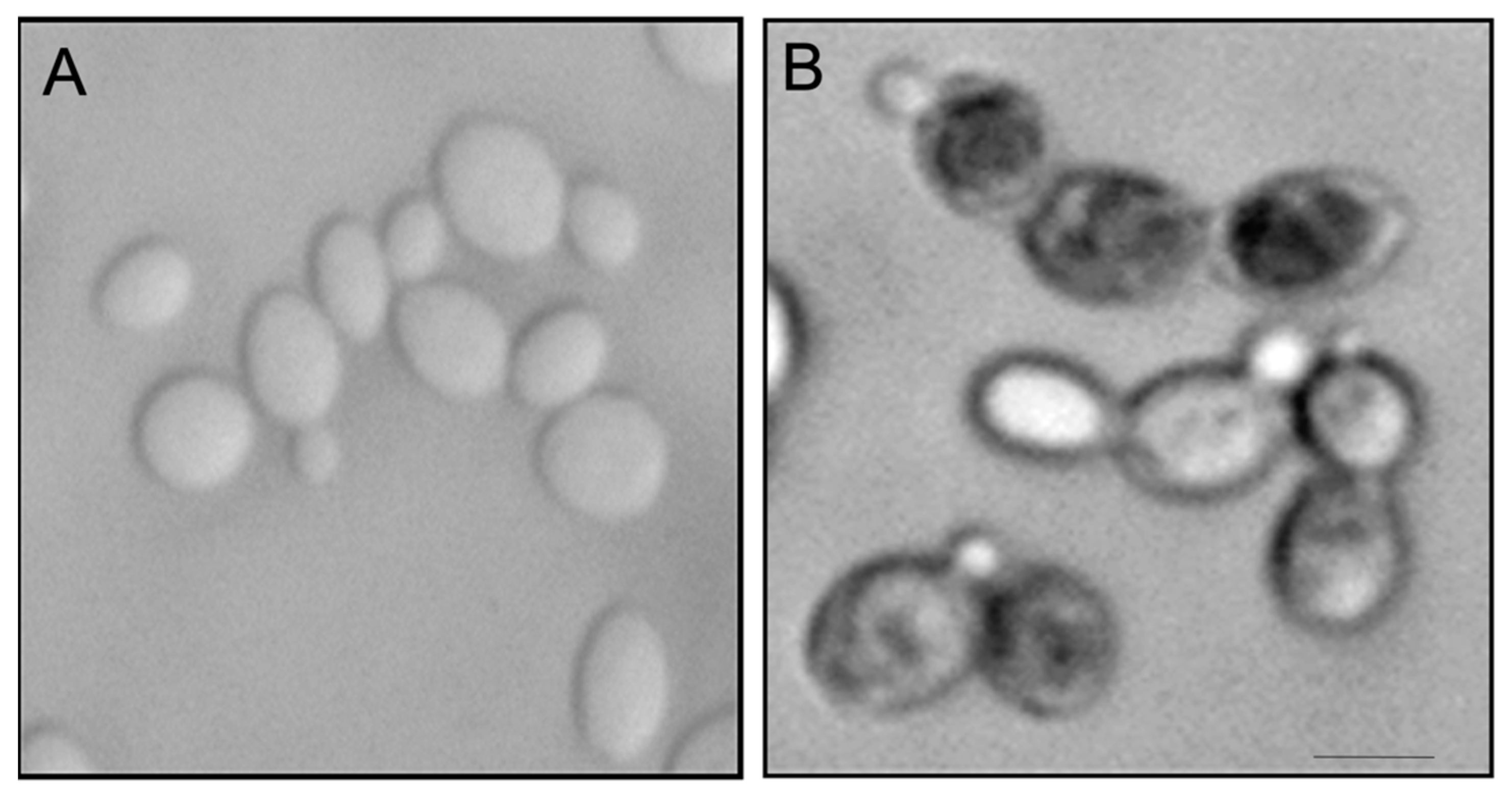 Marinedrugs 19 00126 g006