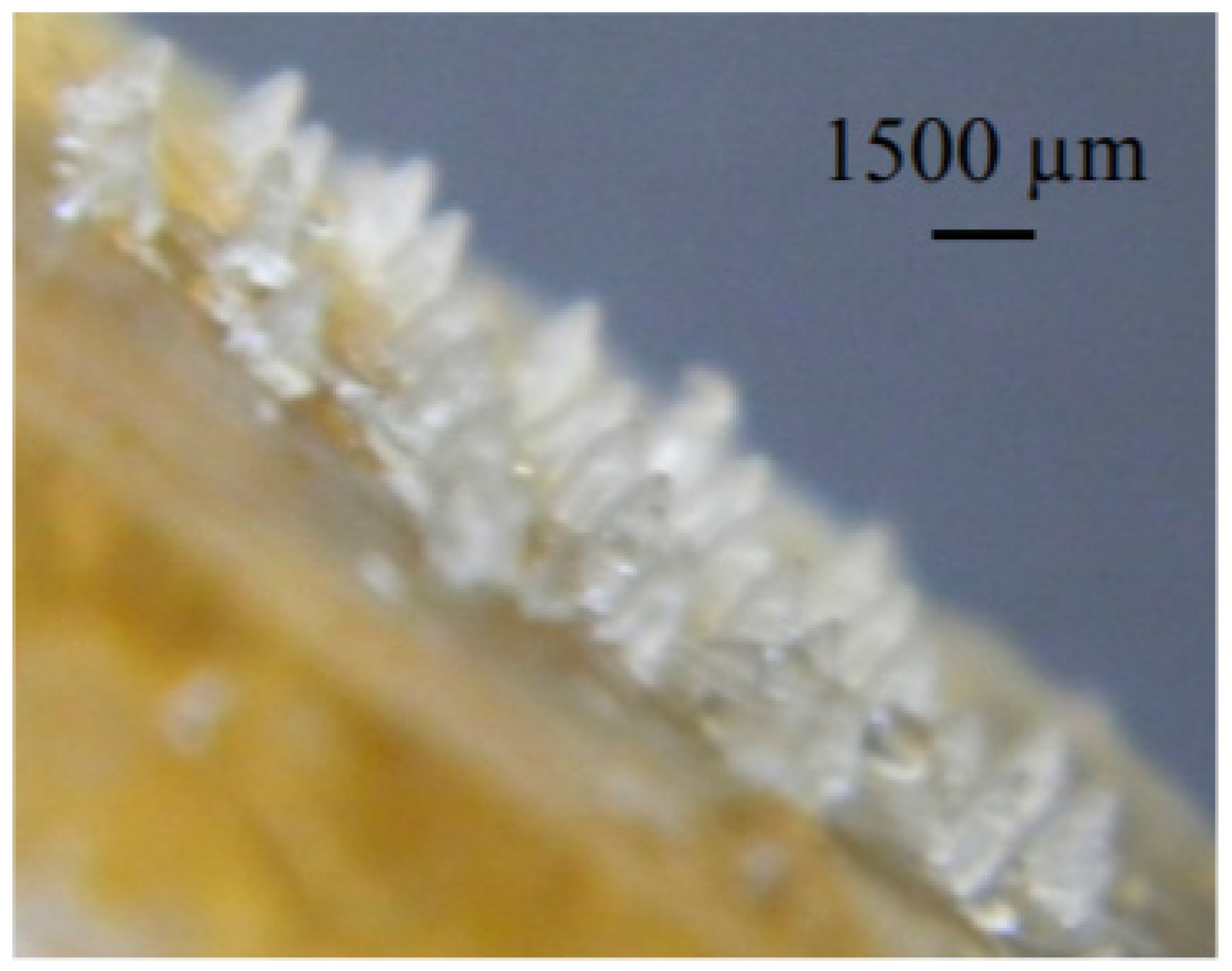 Marinedrugs 19 00145 g005