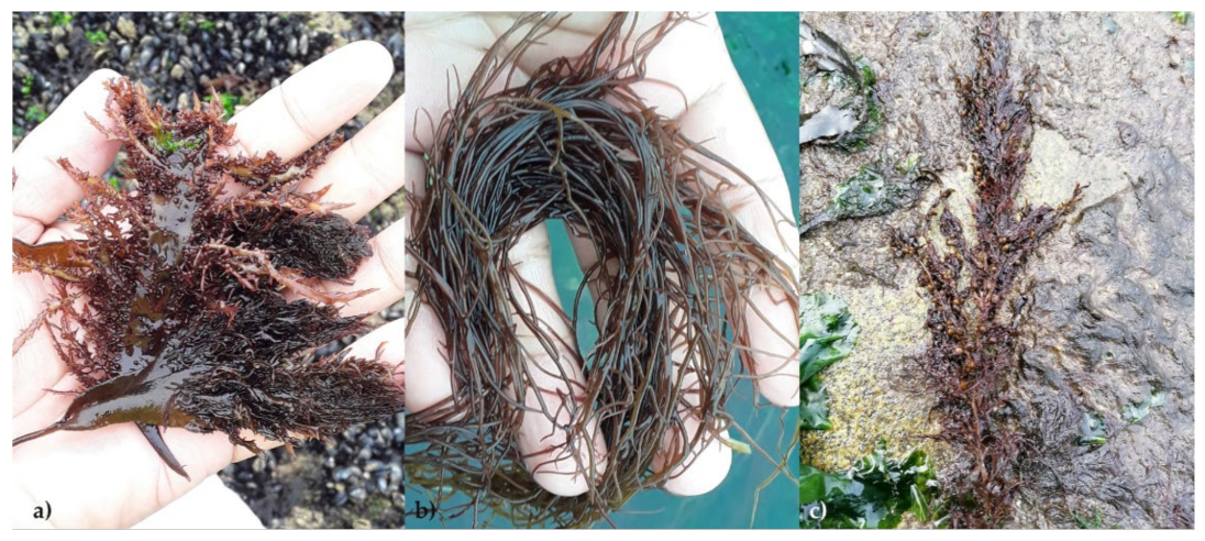 Marinedrugs 19 00164 g001 Marinedrugs 19 00164 g001