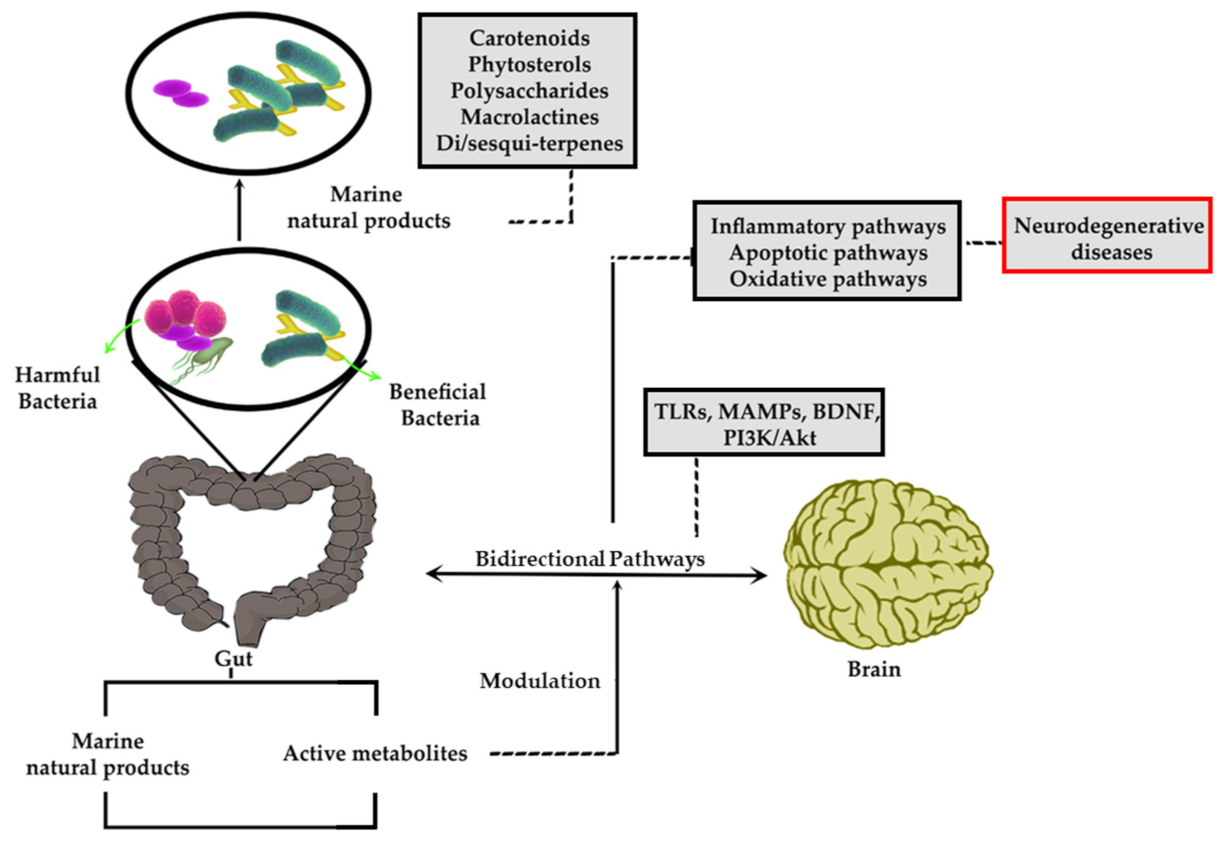 Marinedrugs 19 00165 g002 Marinedrugs 19 00165 g002