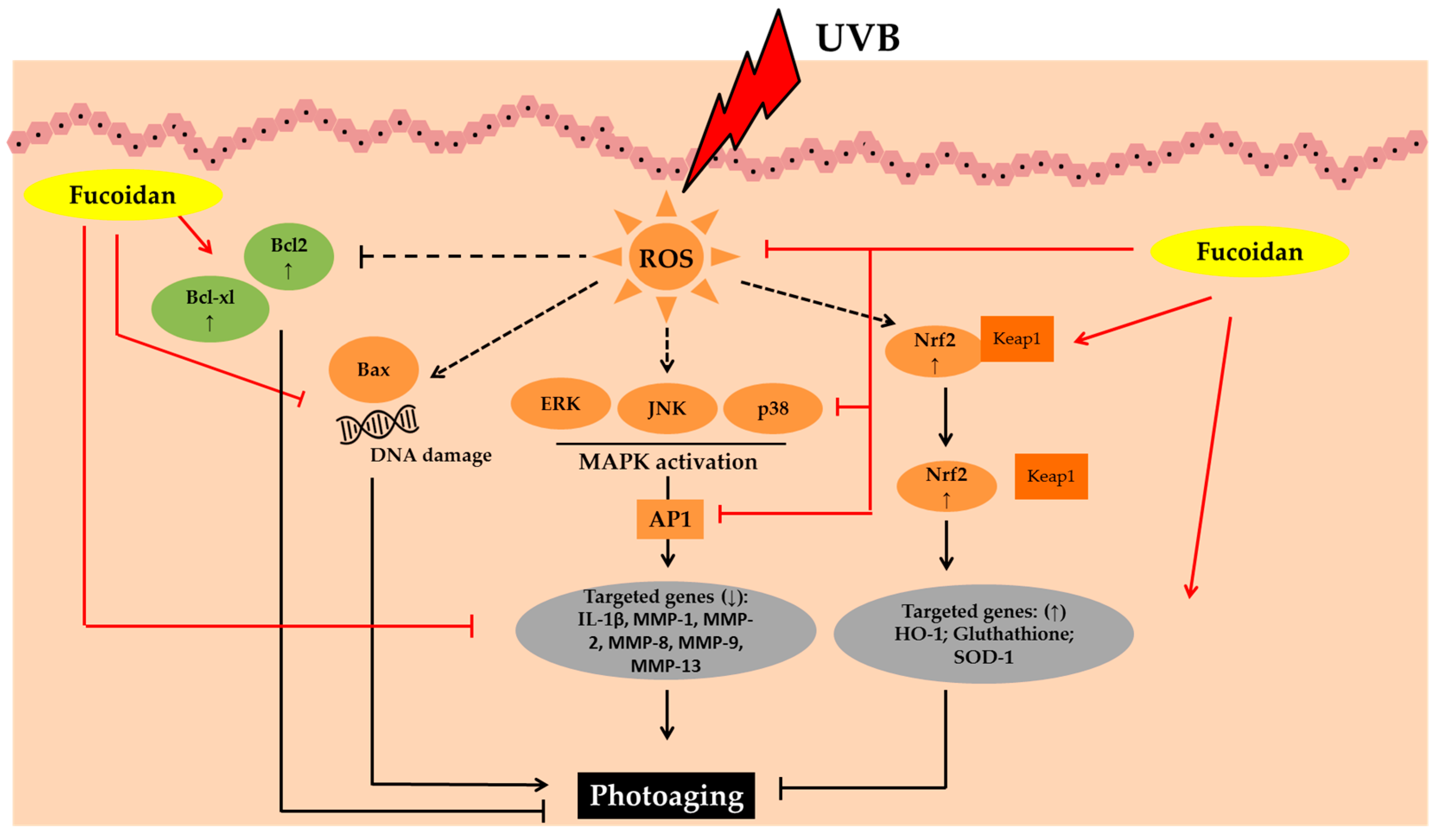 Marinedrugs 19 00172 g003