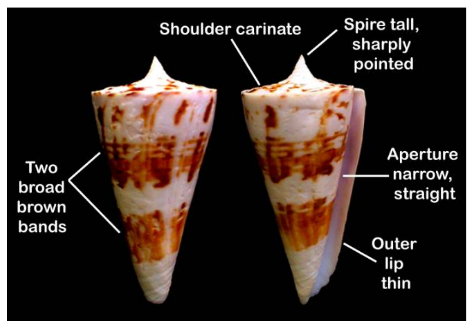 Marinedrugs 19 00202 g001