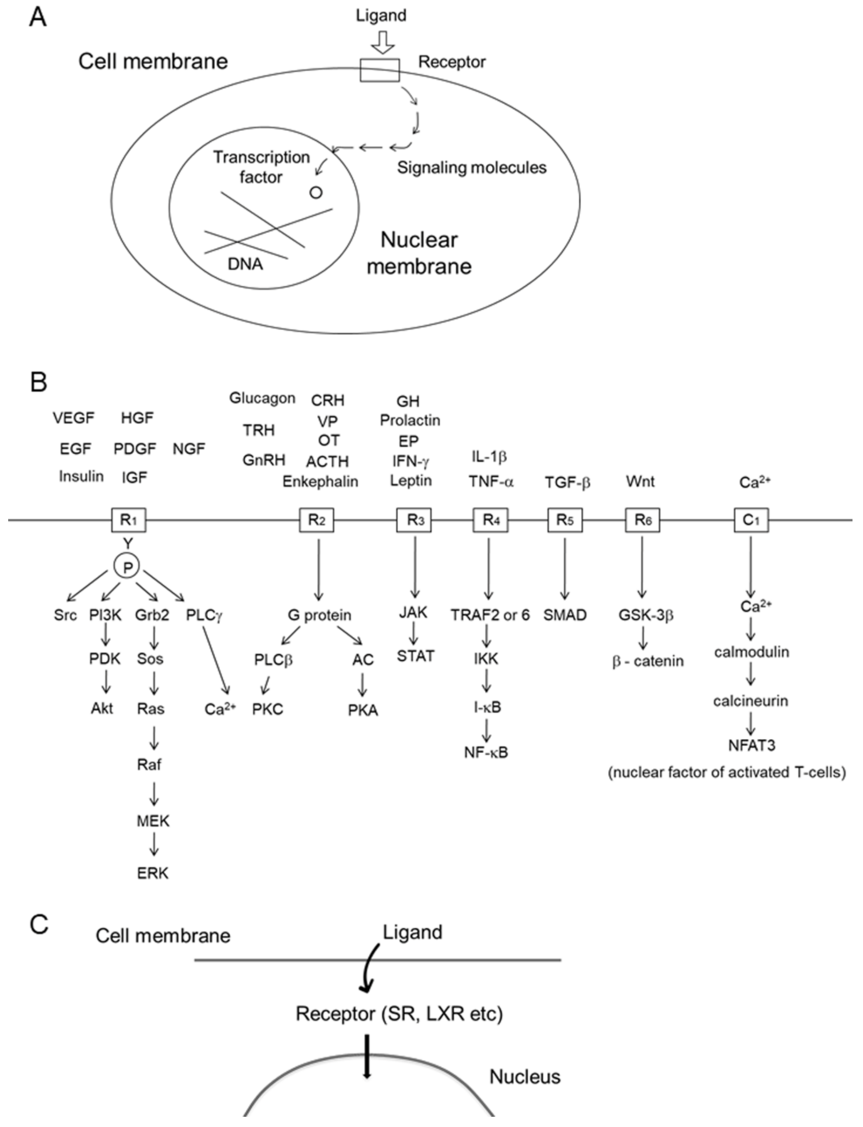Marinedrugs 19 00205 g001 Marinedrugs 19 00205 g001