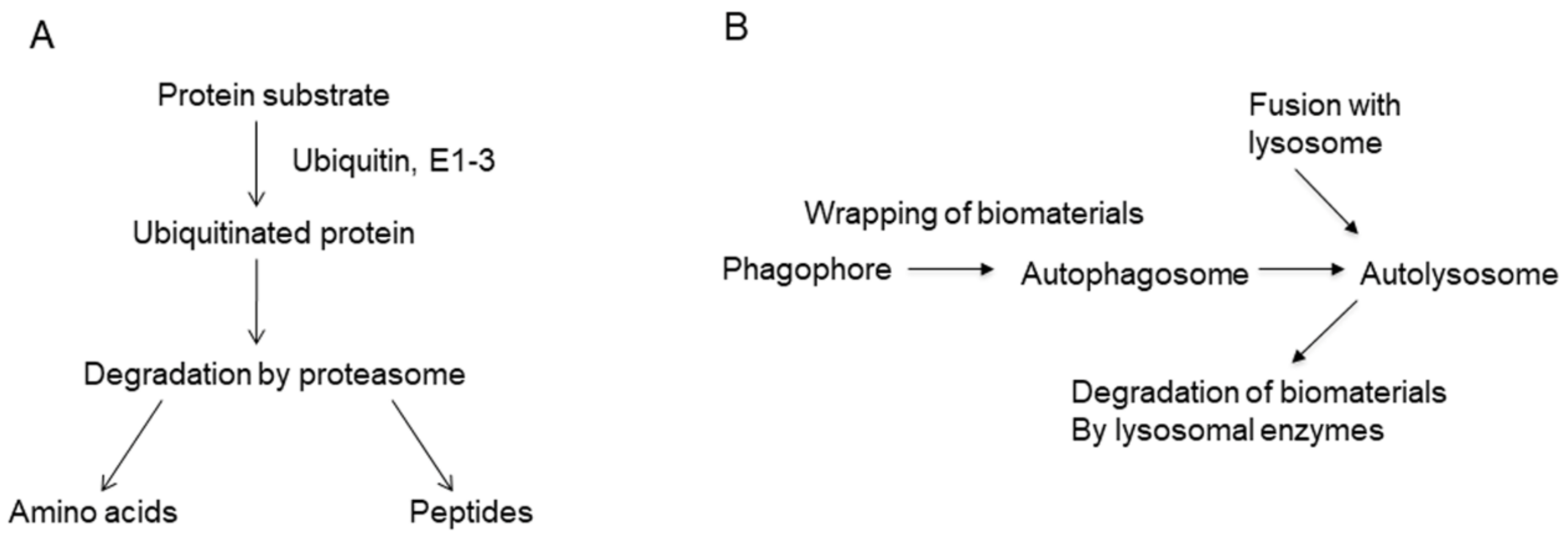 Marinedrugs 19 00205 g002 Marinedrugs 19 00205 g002