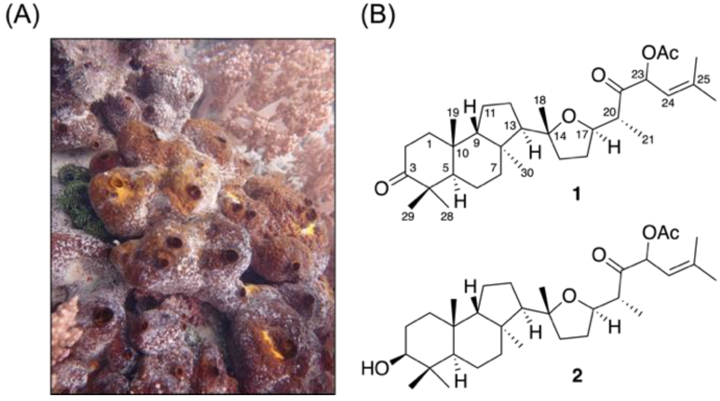 Marinedrugs 19 00206 g001