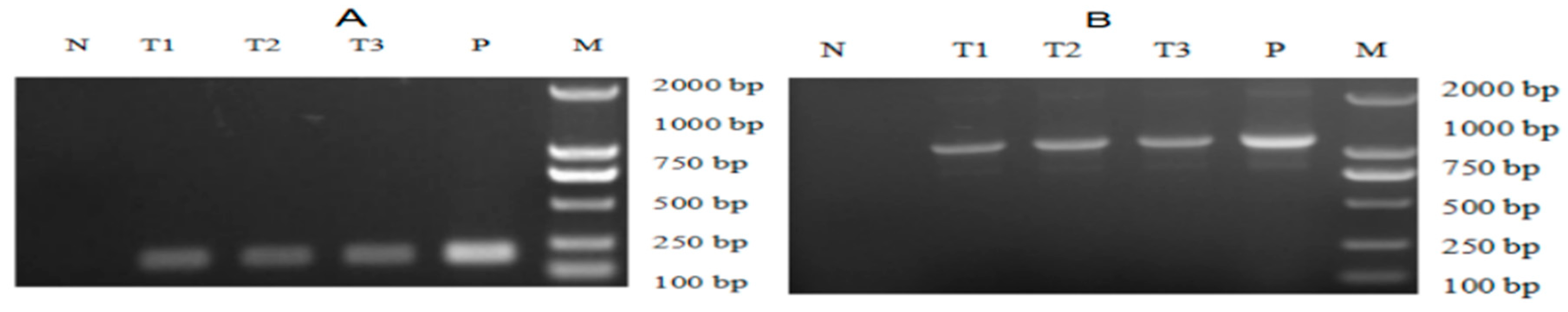 Marinedrugs 19 00239 g004