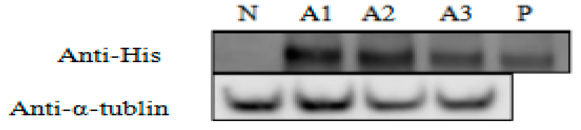 Marinedrugs 19 00239 g006