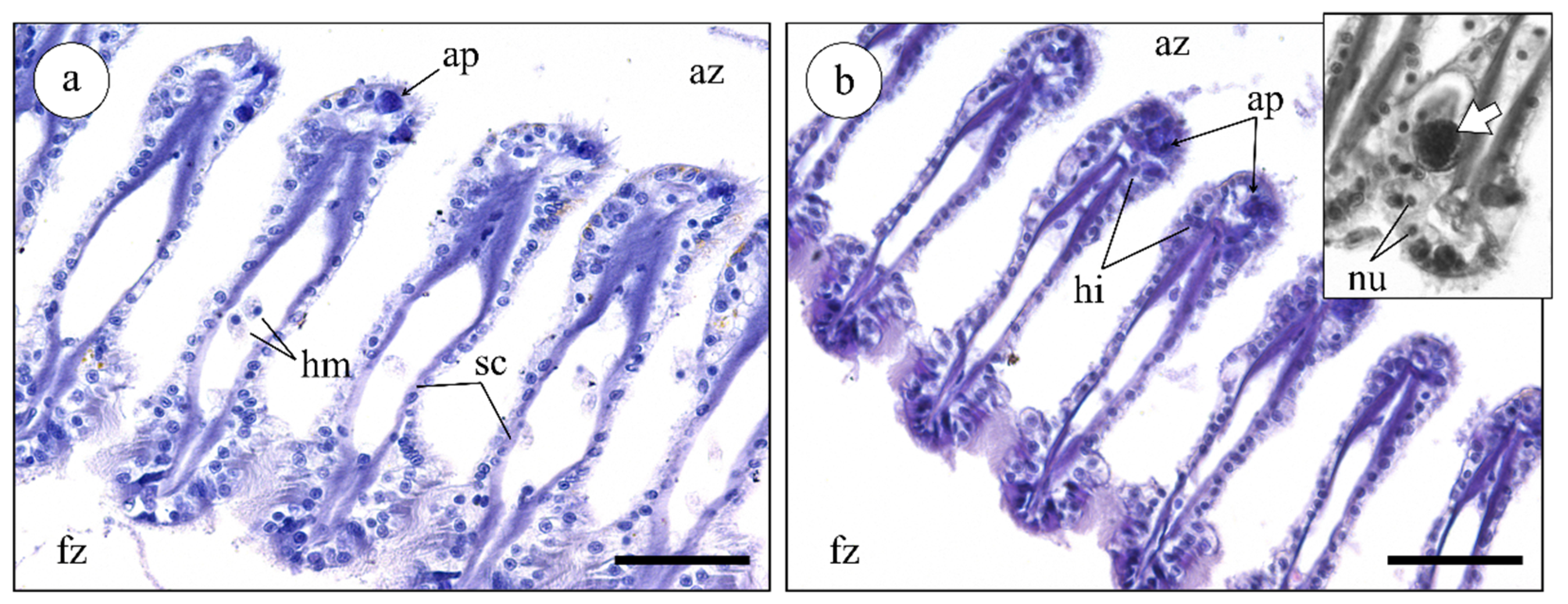 Marinedrugs 19 00276 g004