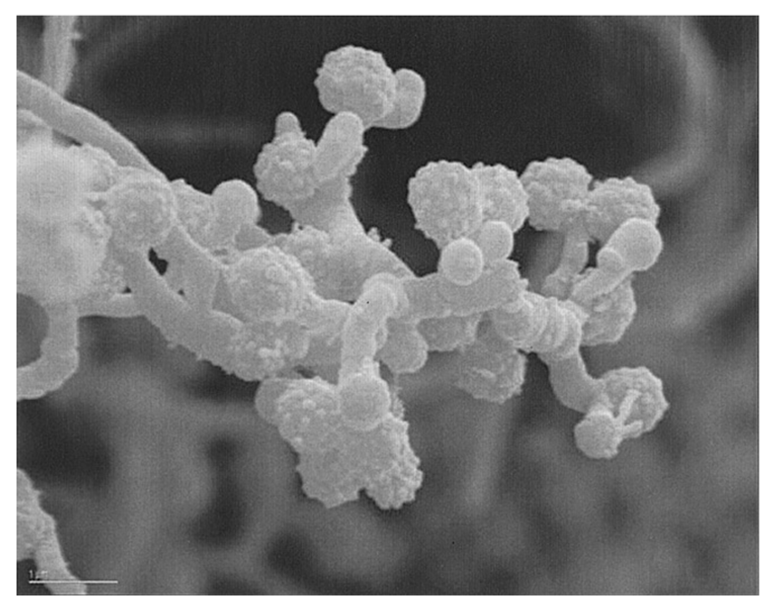 Marinedrugs 19 00299 g006 Marinedrugs 19 00299 g006