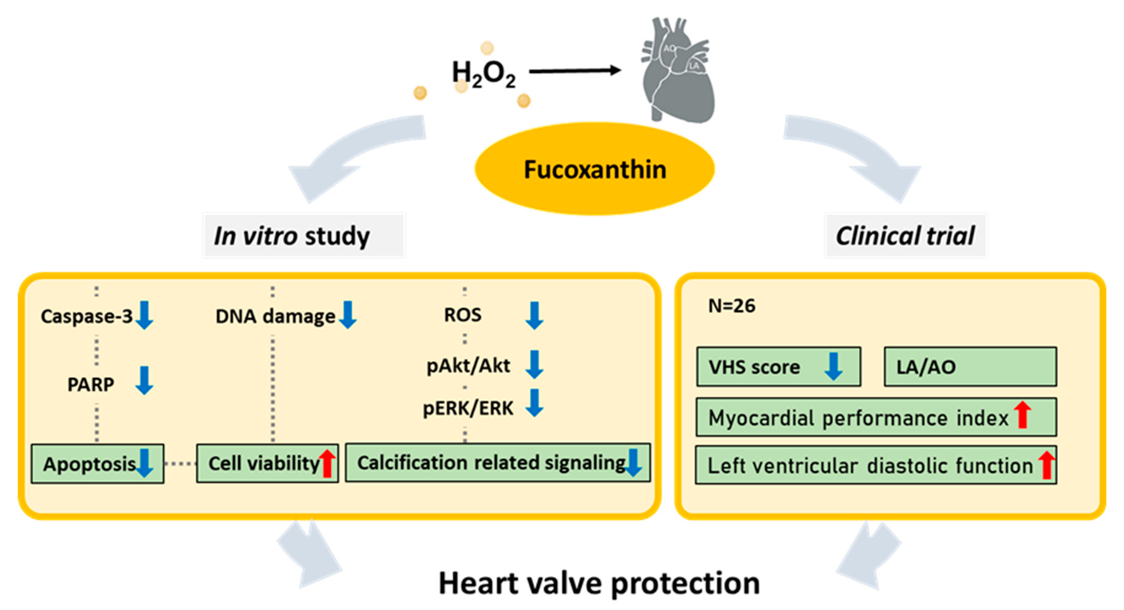 Marinedrugs 19 00307 g006