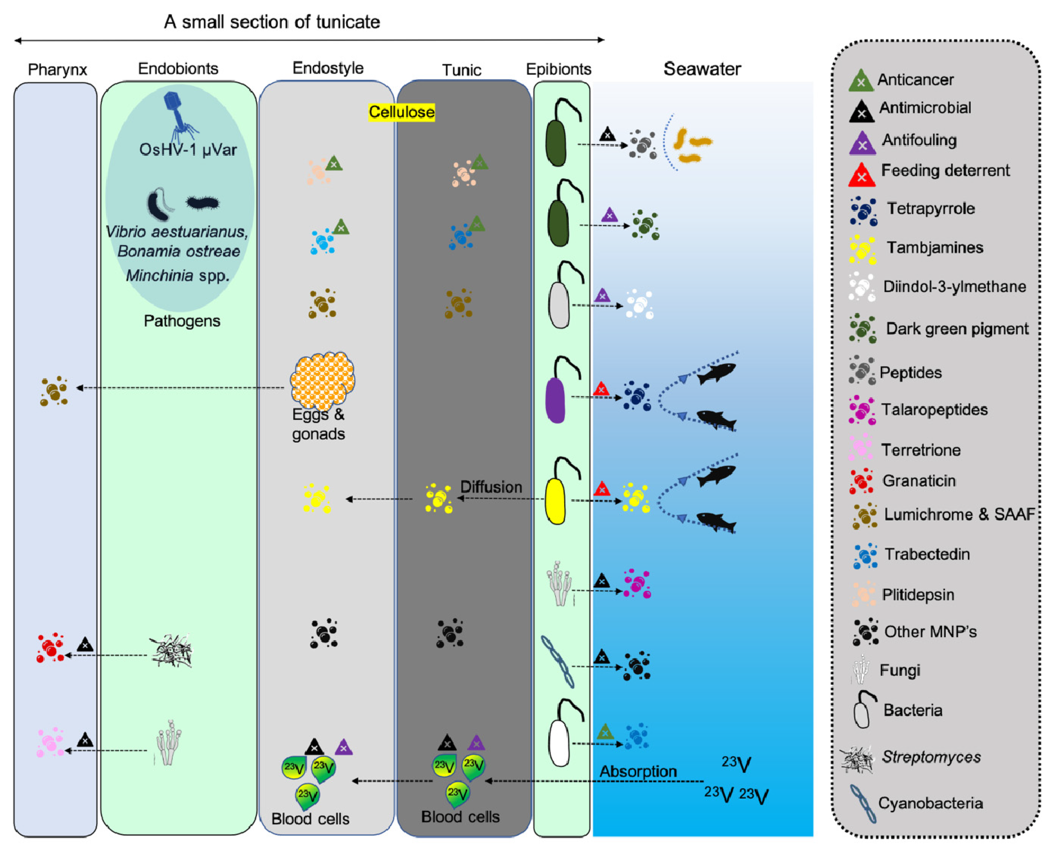 Marinedrugs 19 00308 g003