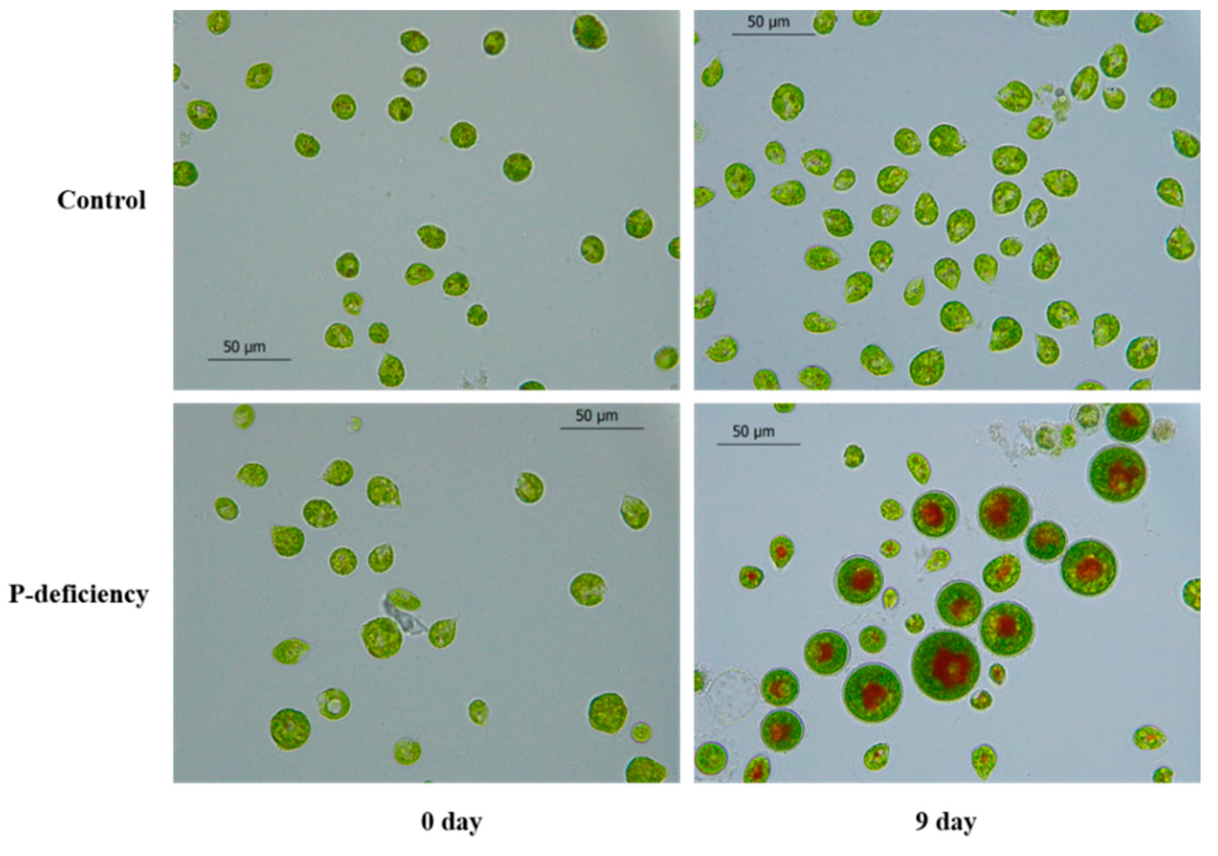 Marinedrugs 19 00337 g002