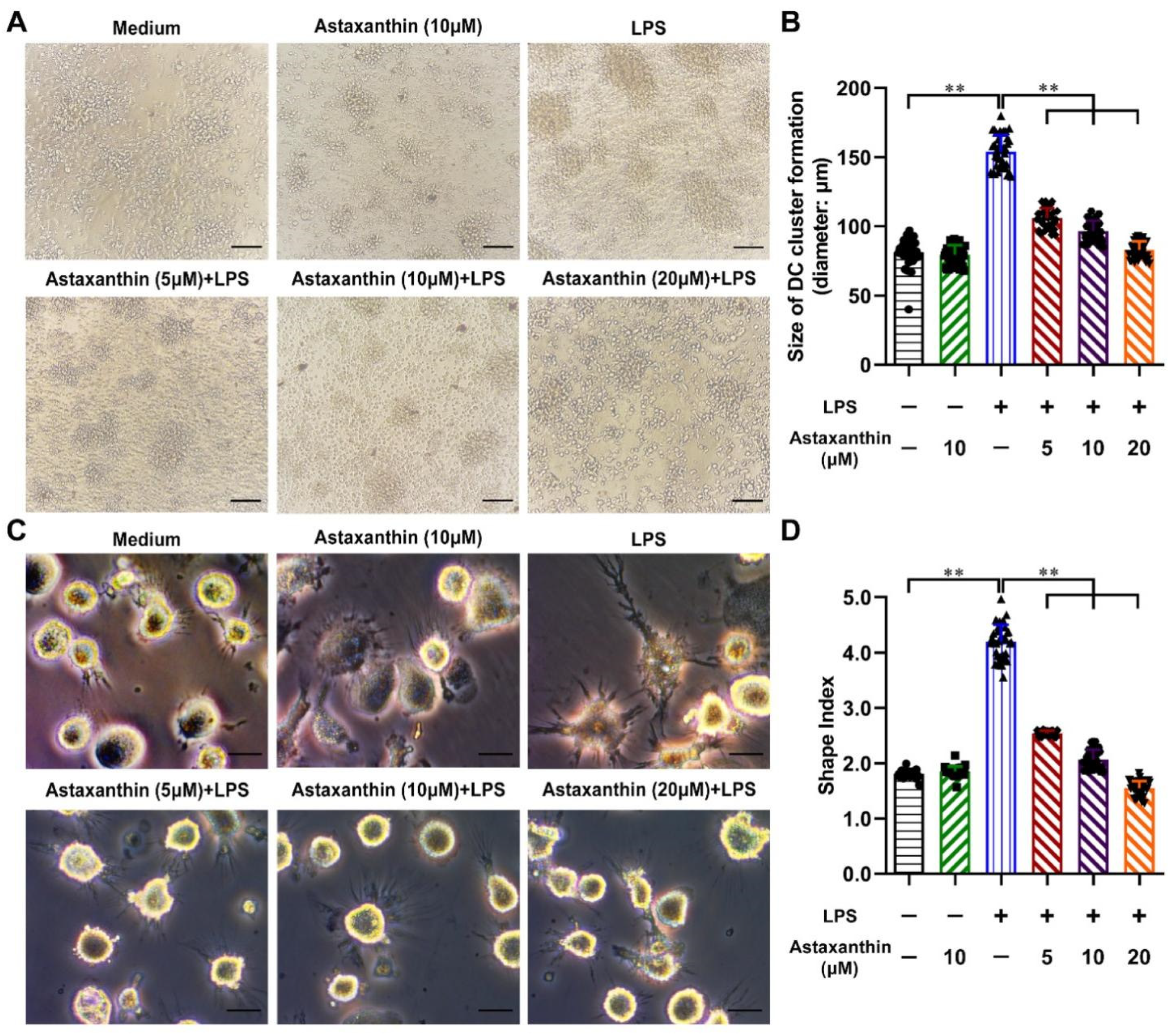 Marinedrugs 19 00346 g003