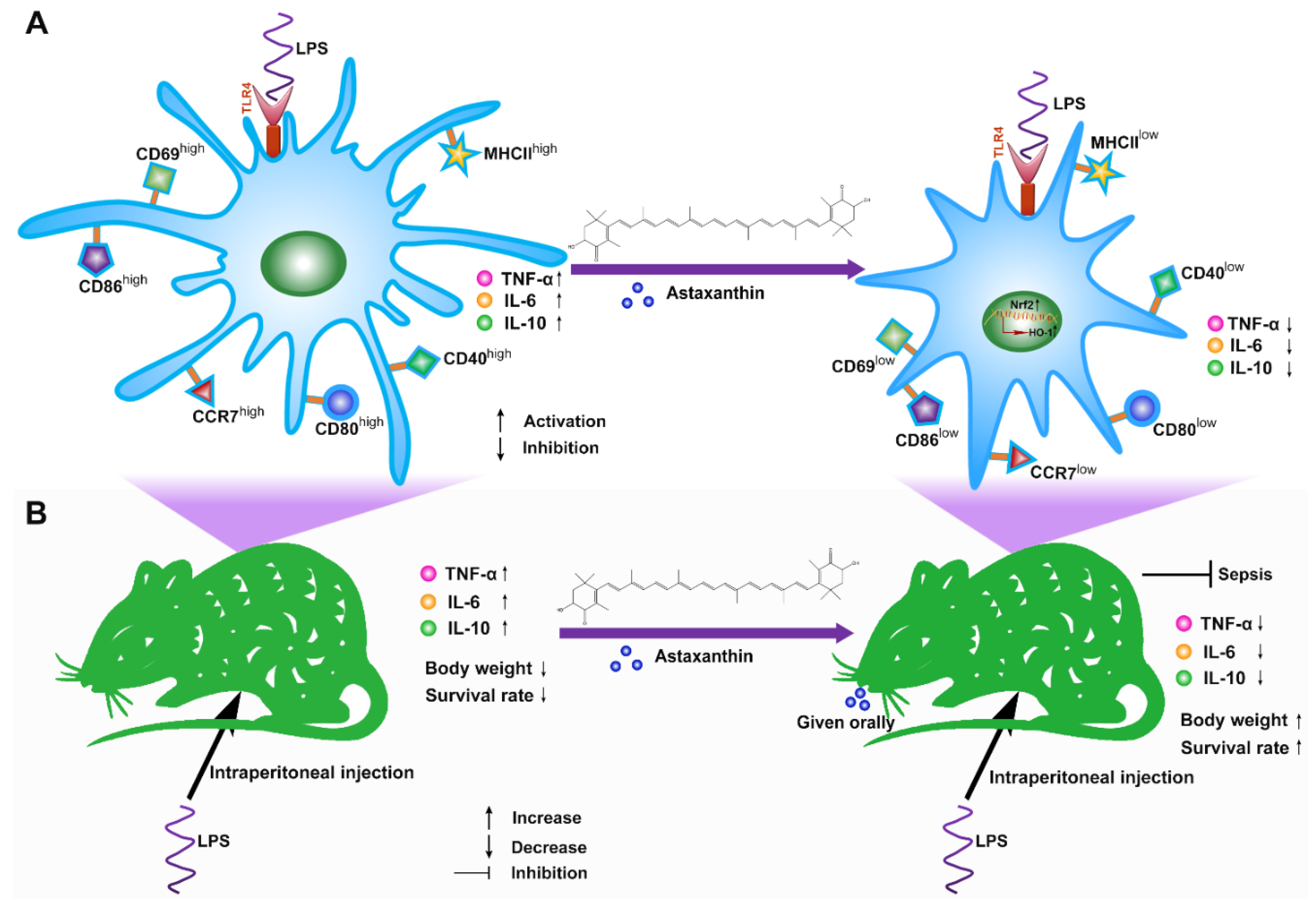 Marinedrugs 19 00346 g010