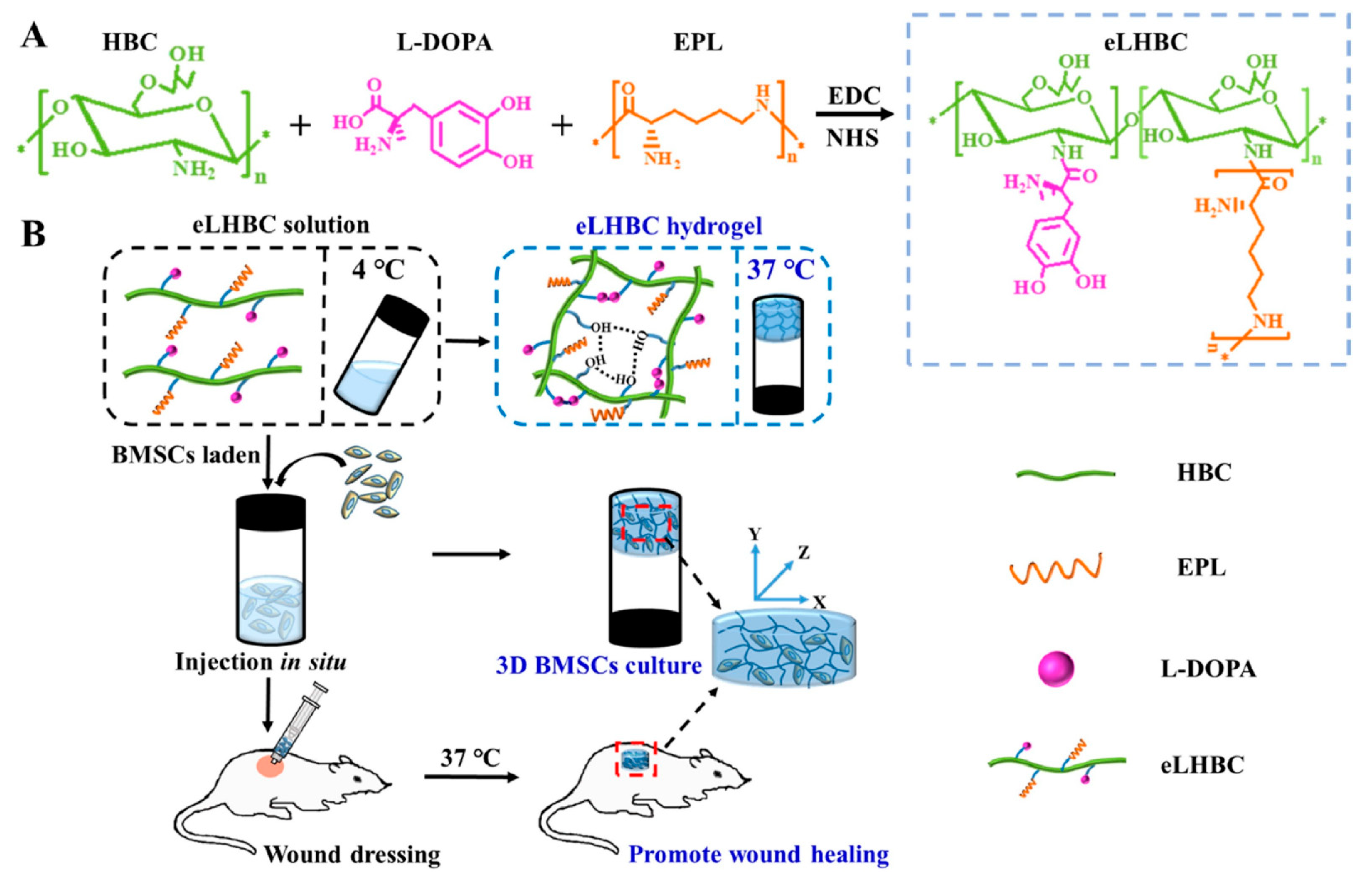 Marinedrugs 19 00372 g004