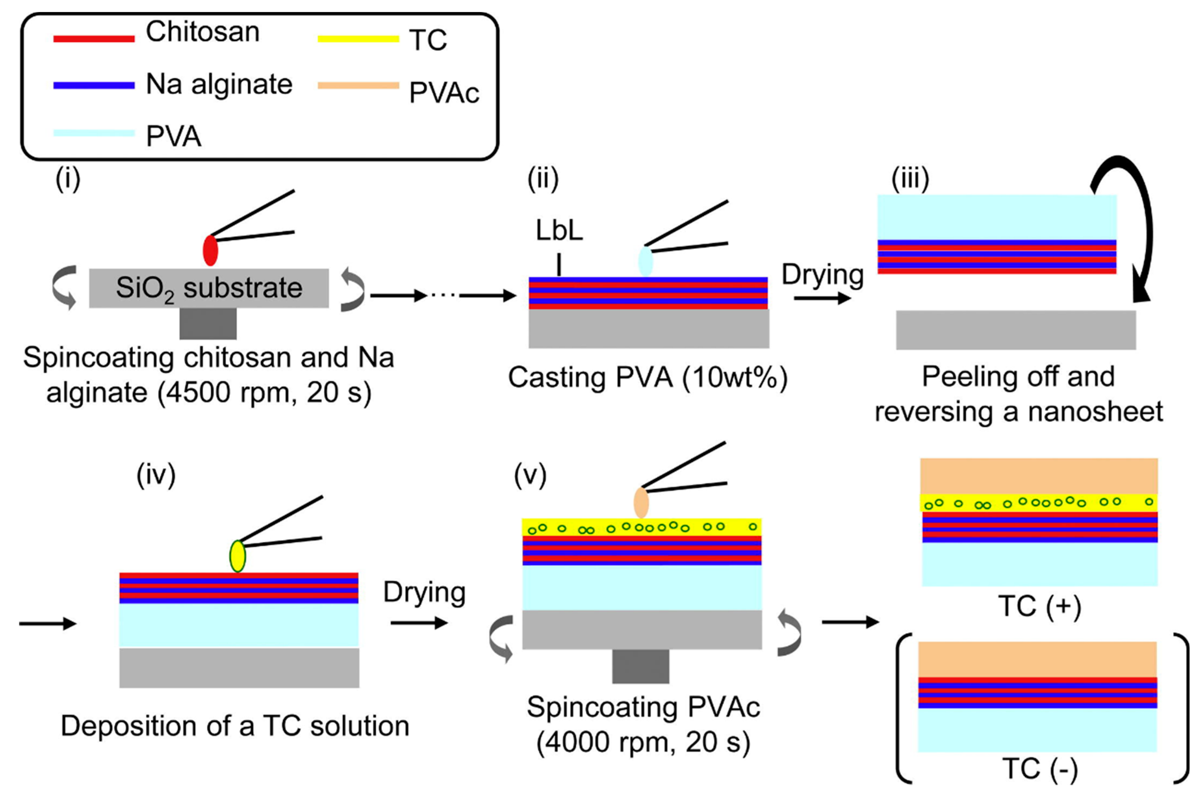 Marinedrugs 19 00372 g007