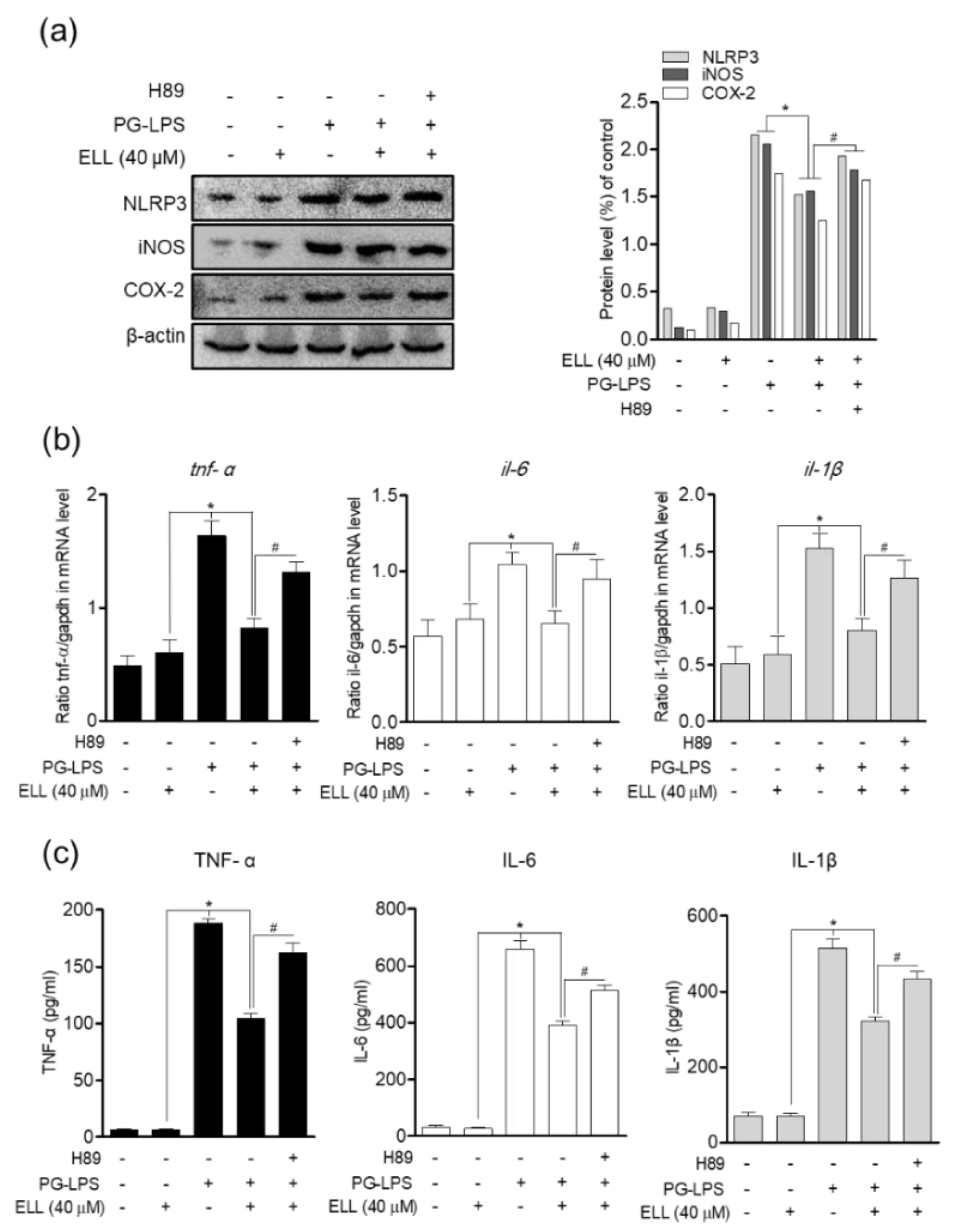 Marinedrugs 19 00388 g005