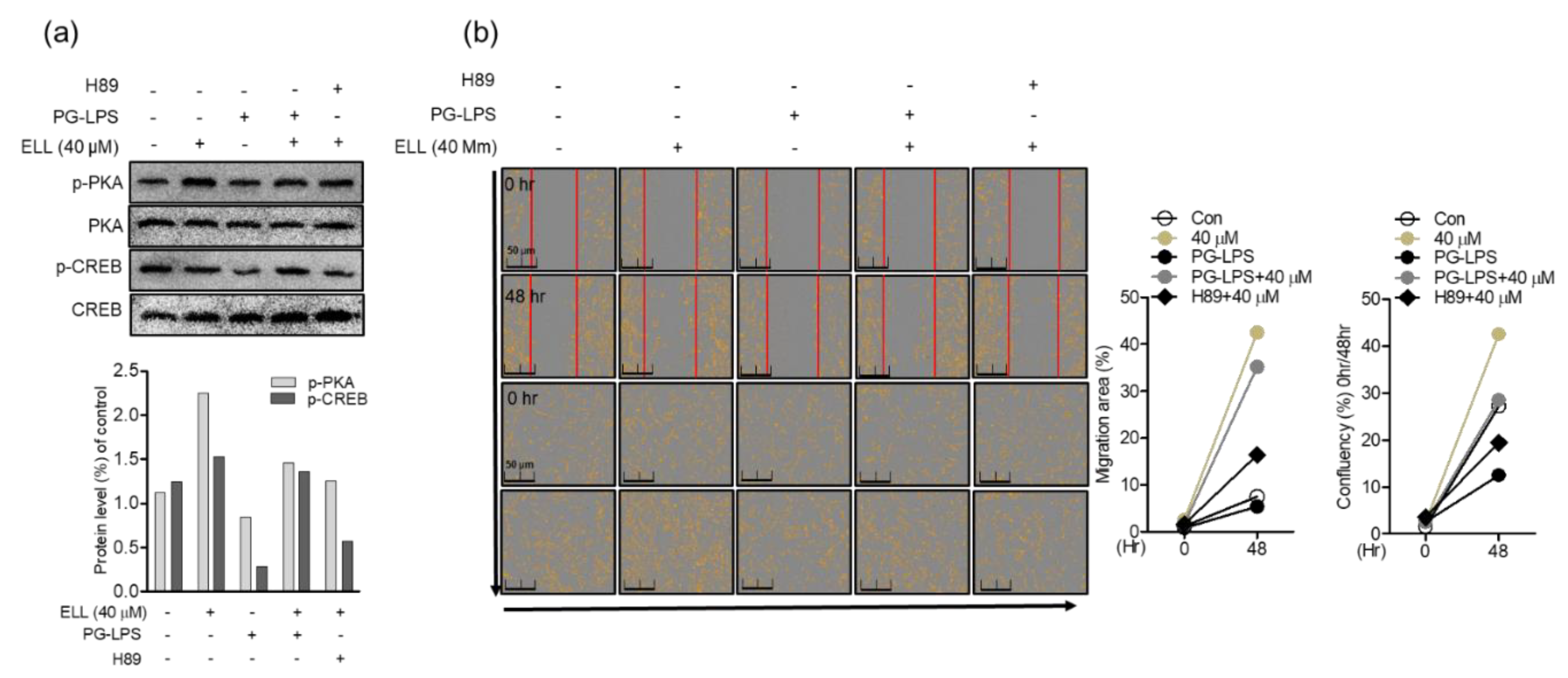 Marinedrugs 19 00388 g006