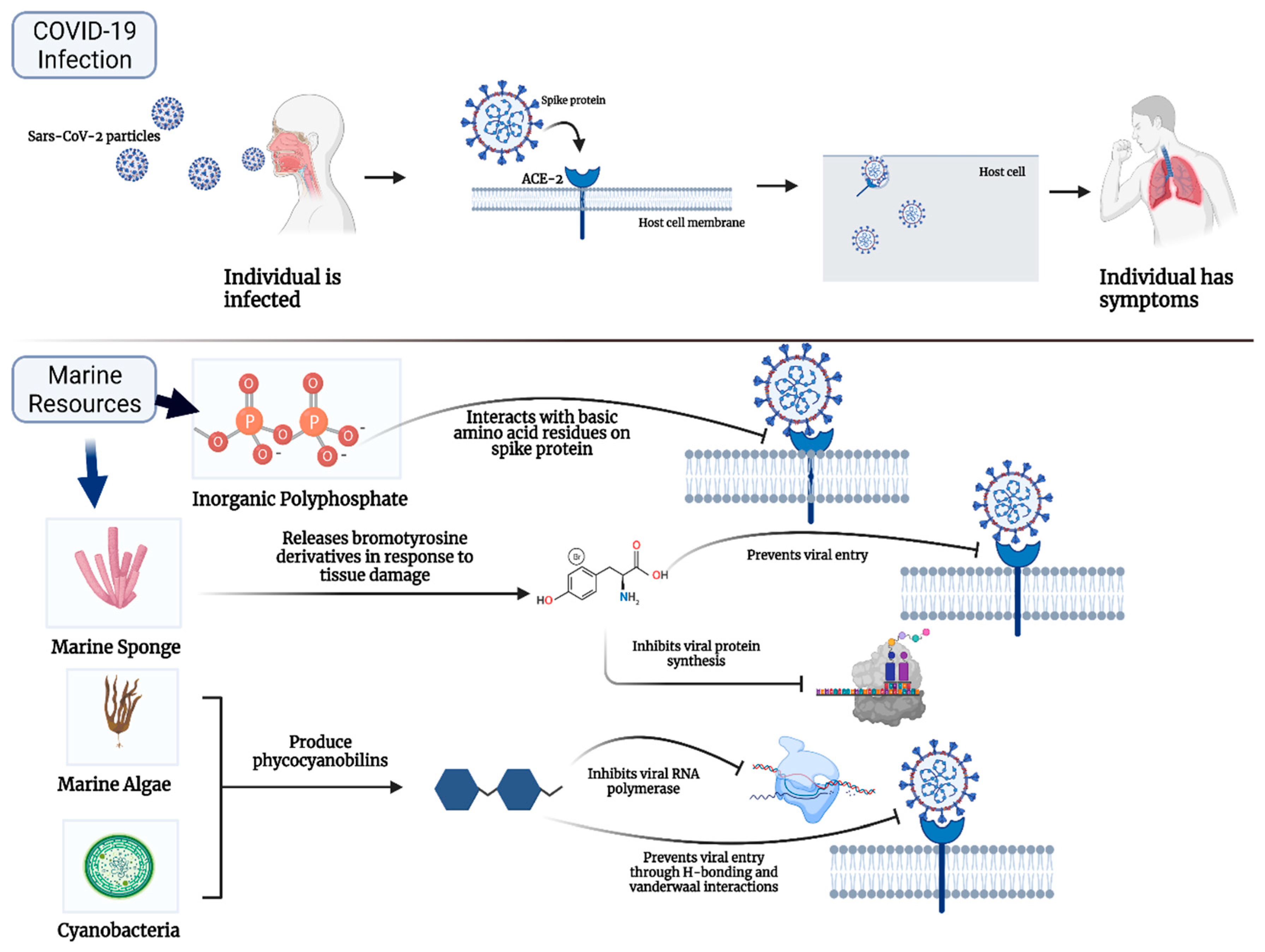 Marinedrugs 19 00409 g001