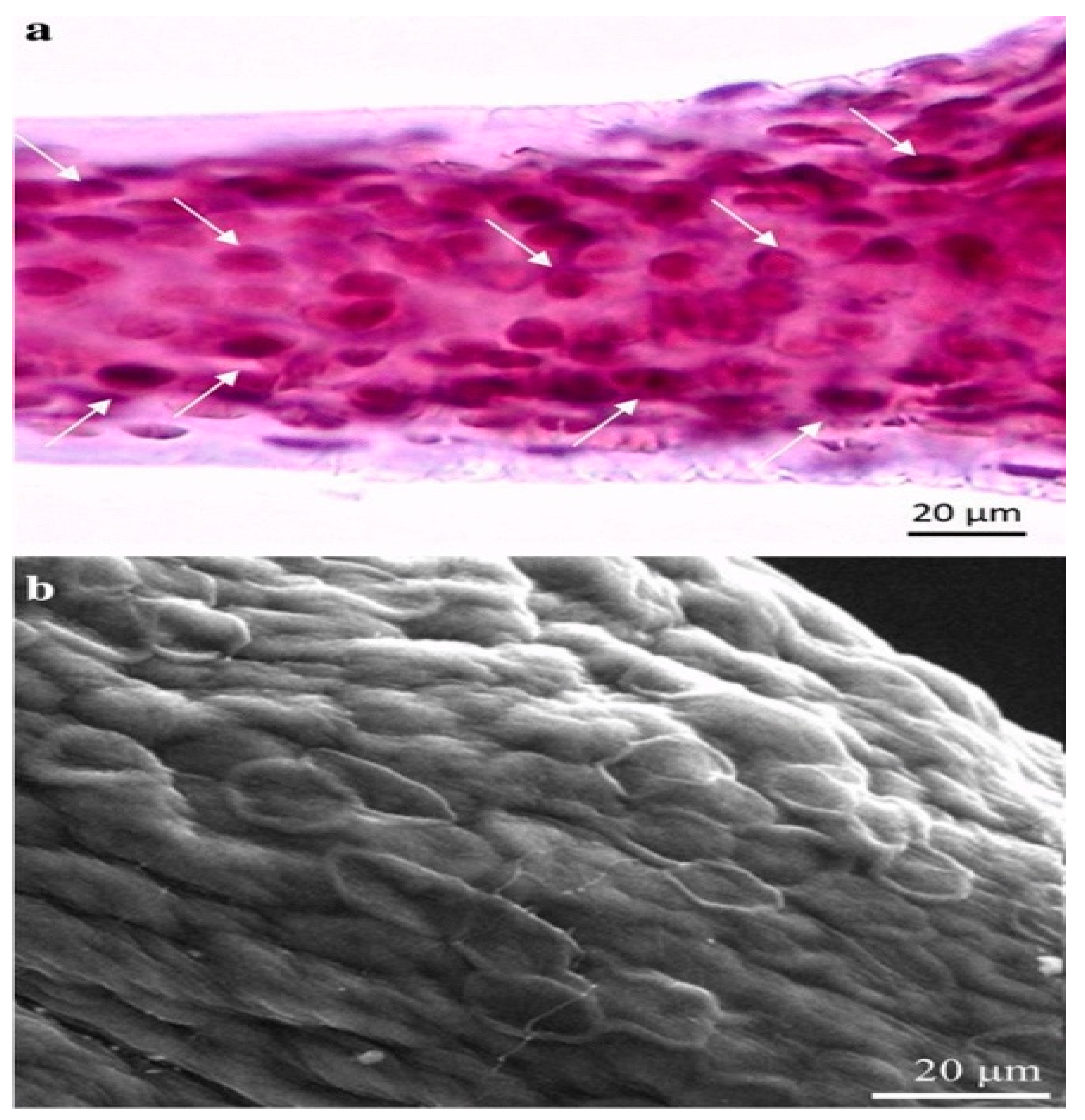 Marinedrugs 19 00409 g006