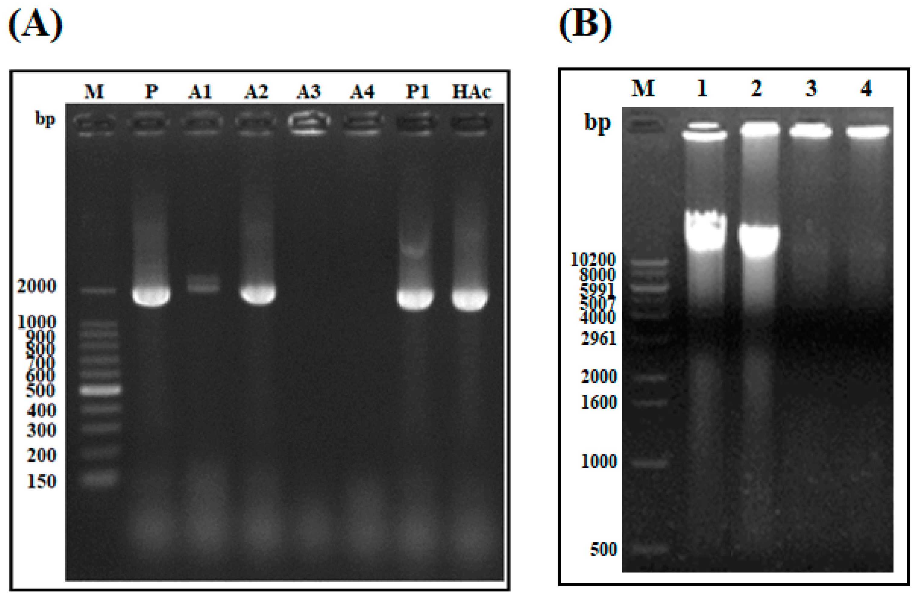 Marinedrugs 19 00451 g007