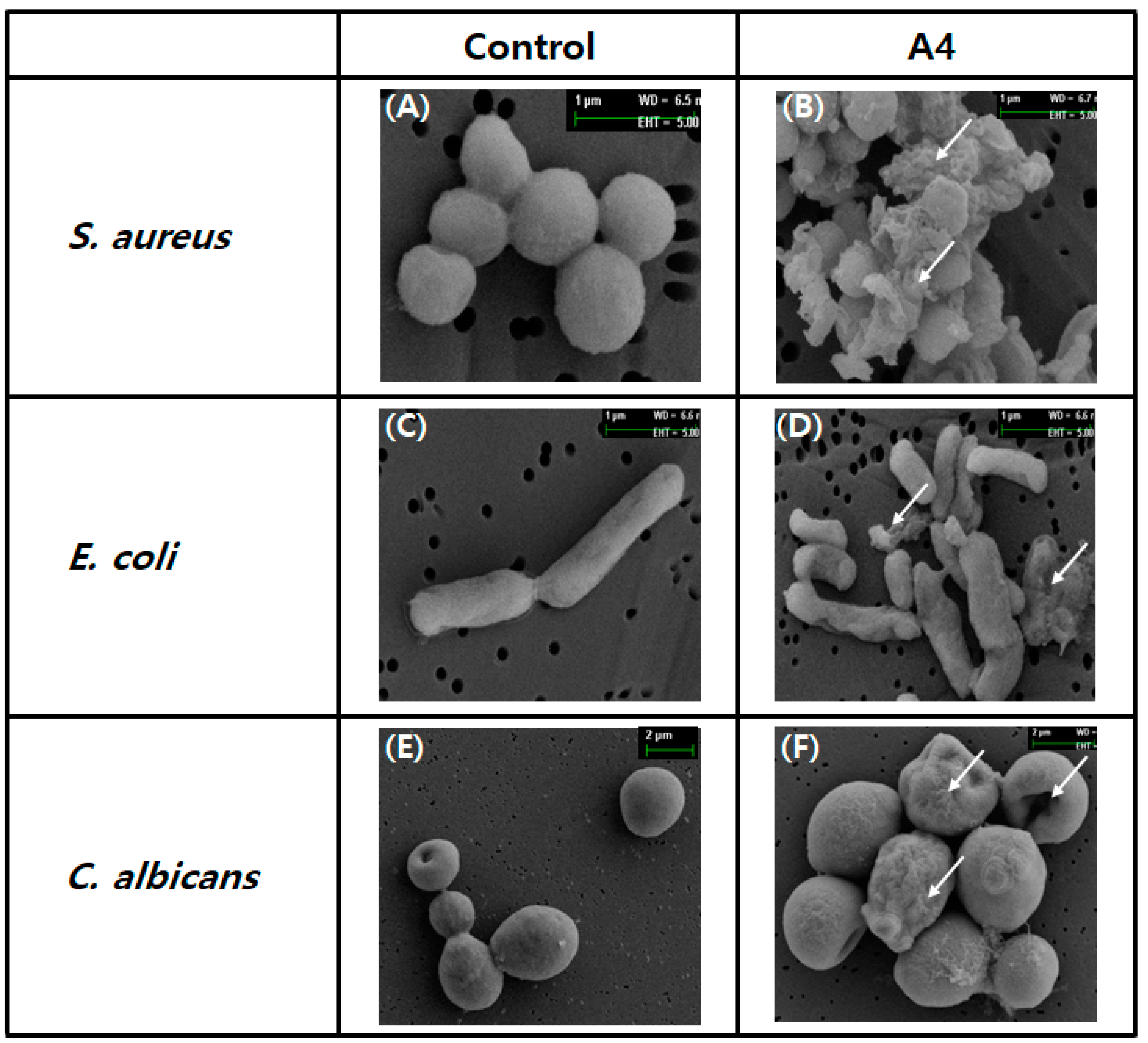 Marinedrugs 19 00451 g009