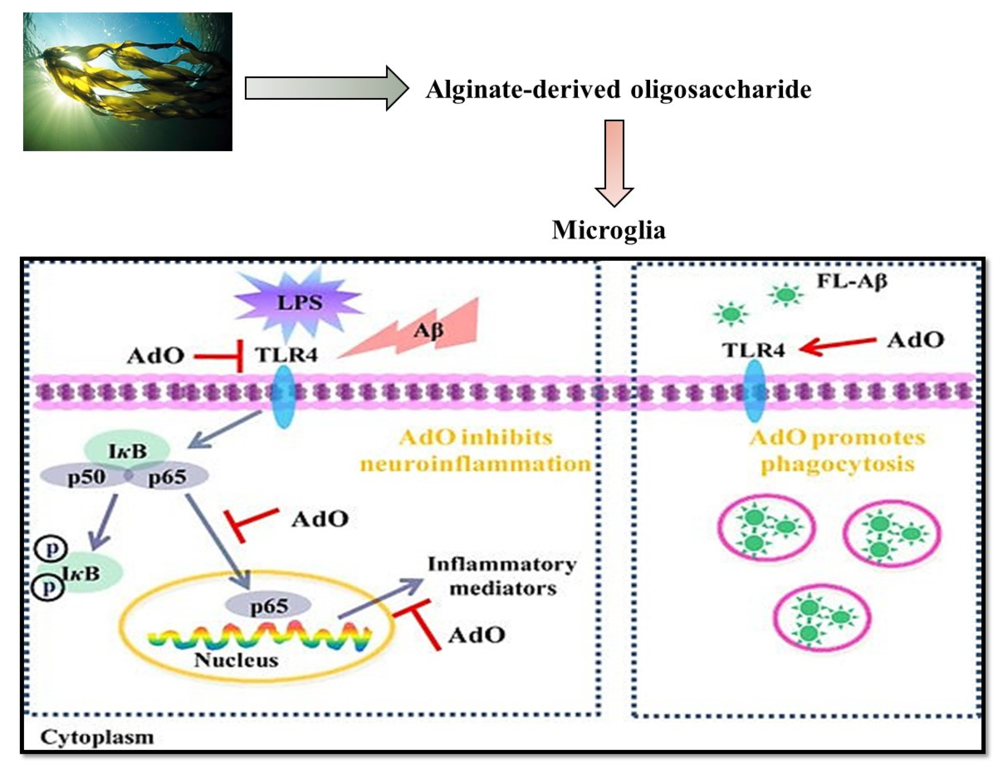 Marinedrugs 19 00484 g002