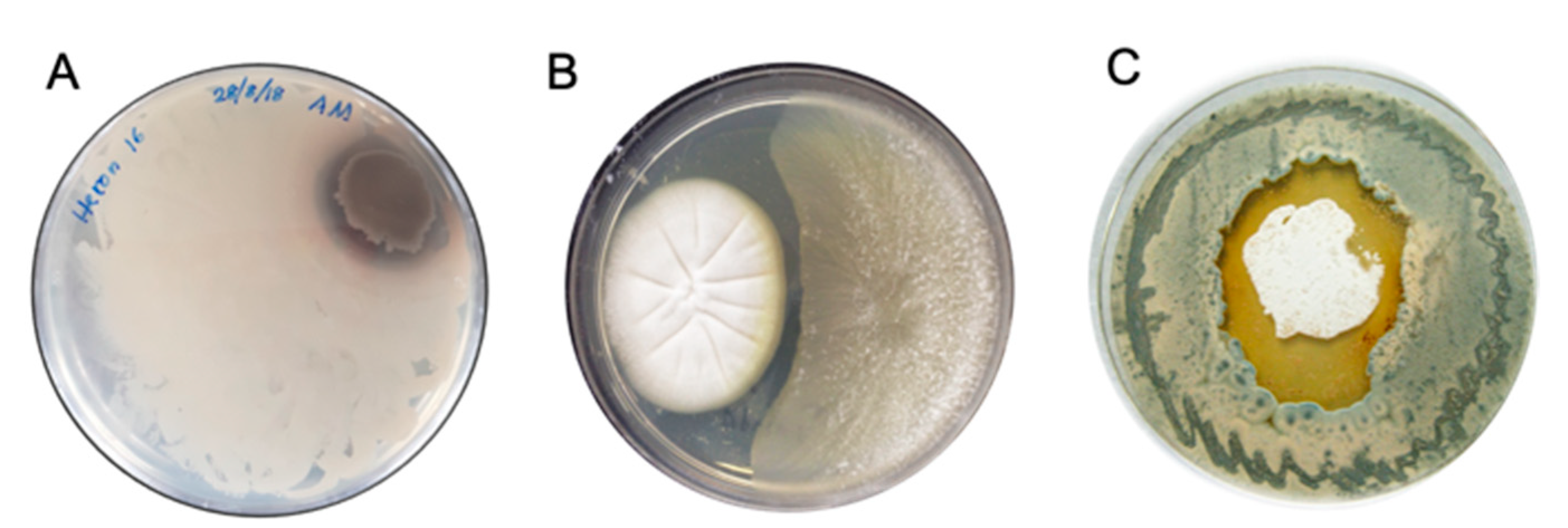 Marinedrugs 19 00503 g003