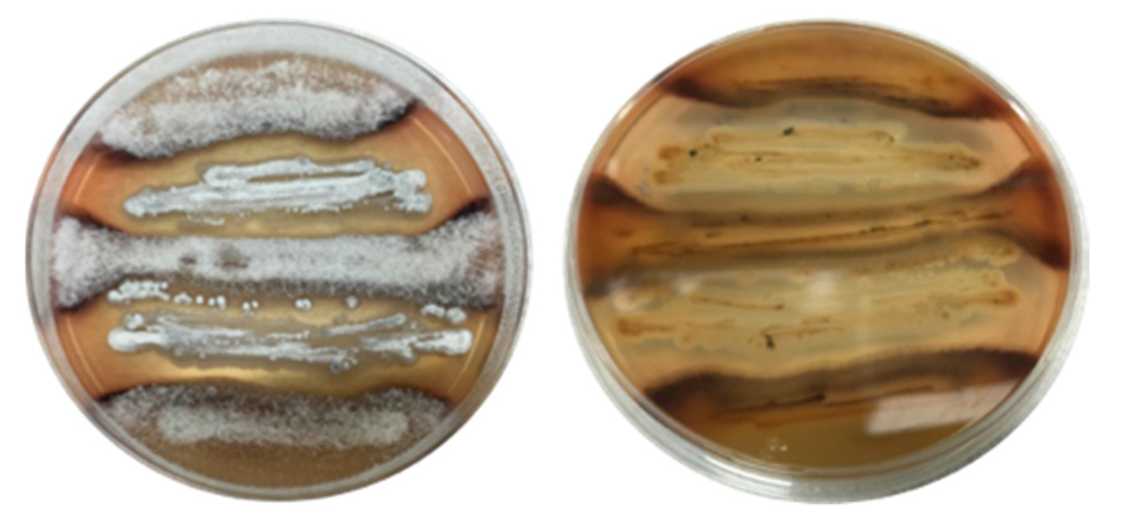 Marinedrugs 19 00503 g004