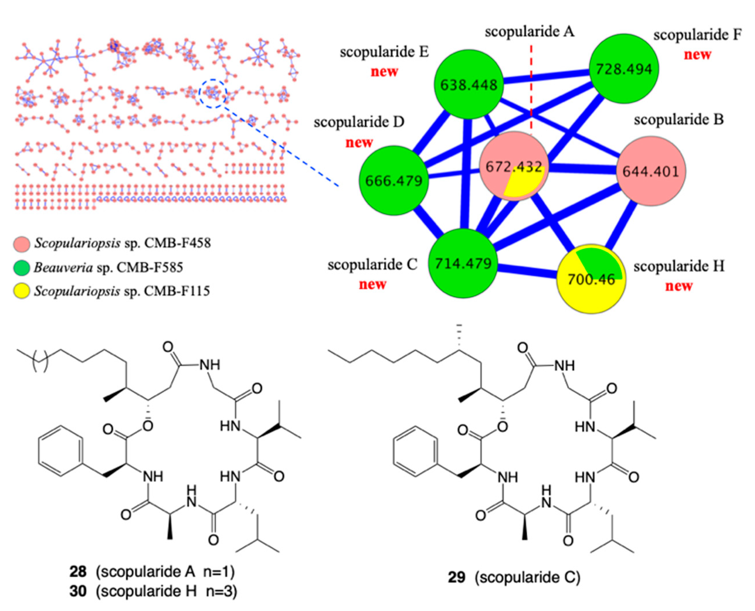 Marinedrugs 19 00503 g010