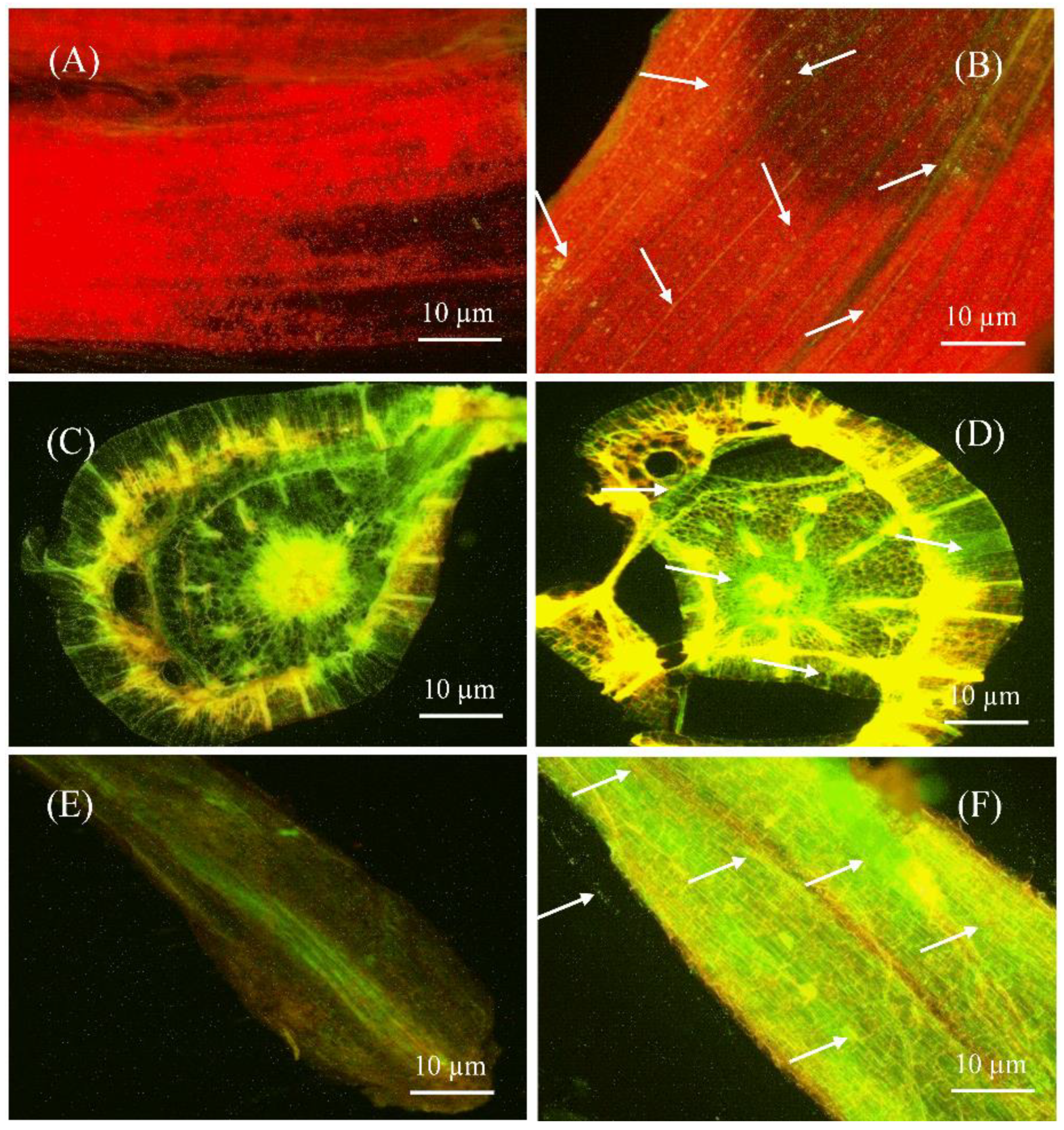 Marinedrugs 19 00516 g004