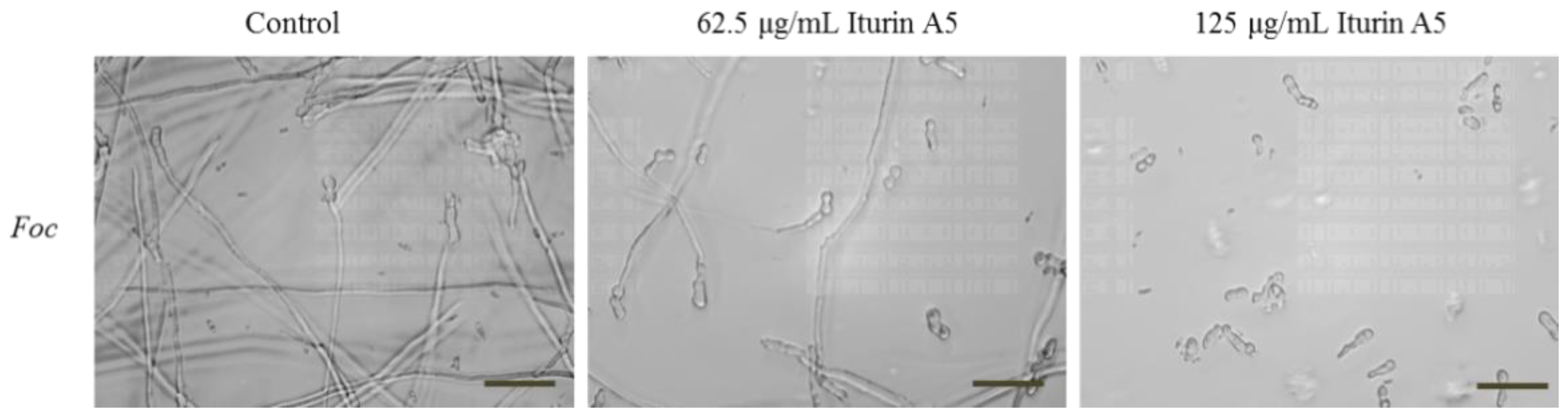 Marinedrugs 19 00516 g008