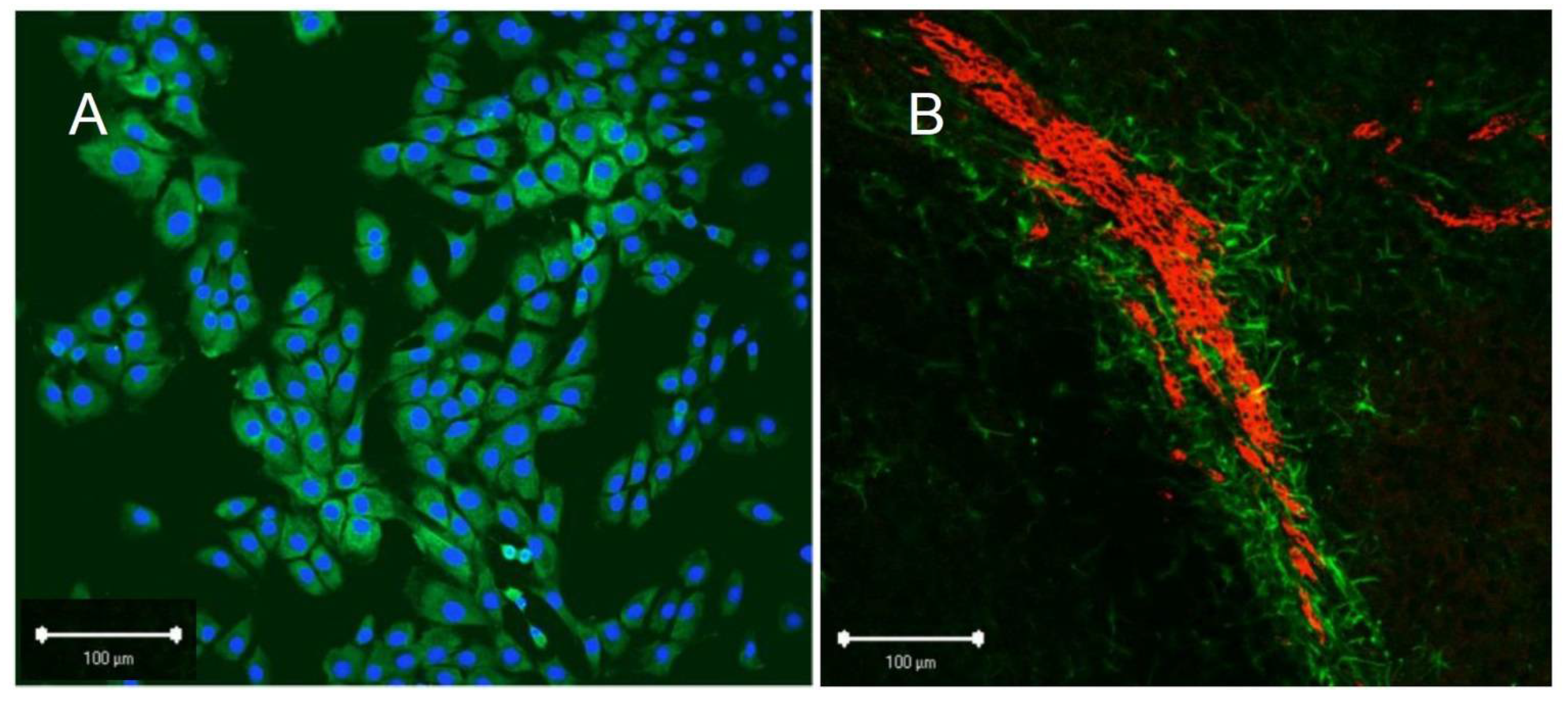 Marinedrugs 19 00542 g004