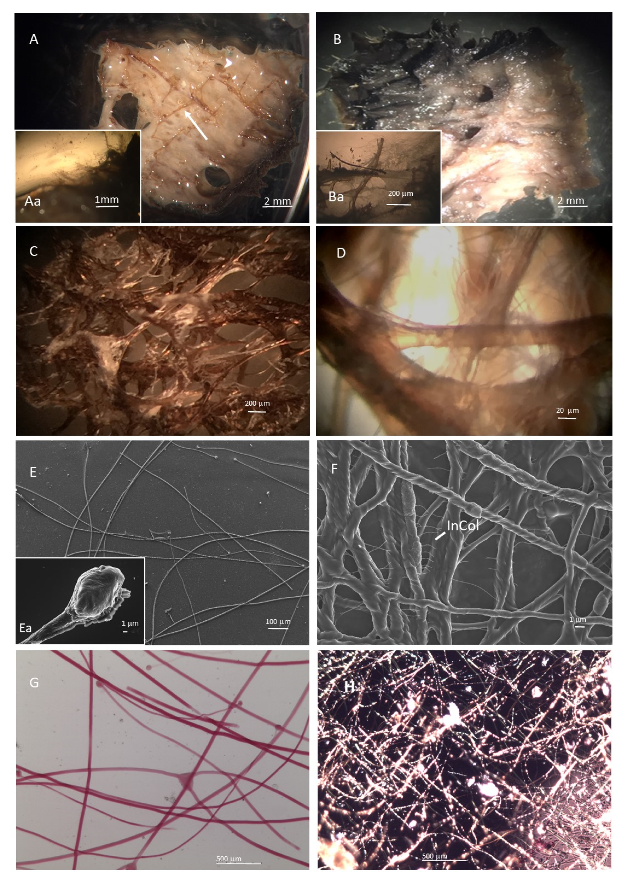 Marinedrugs 19 00563 g001