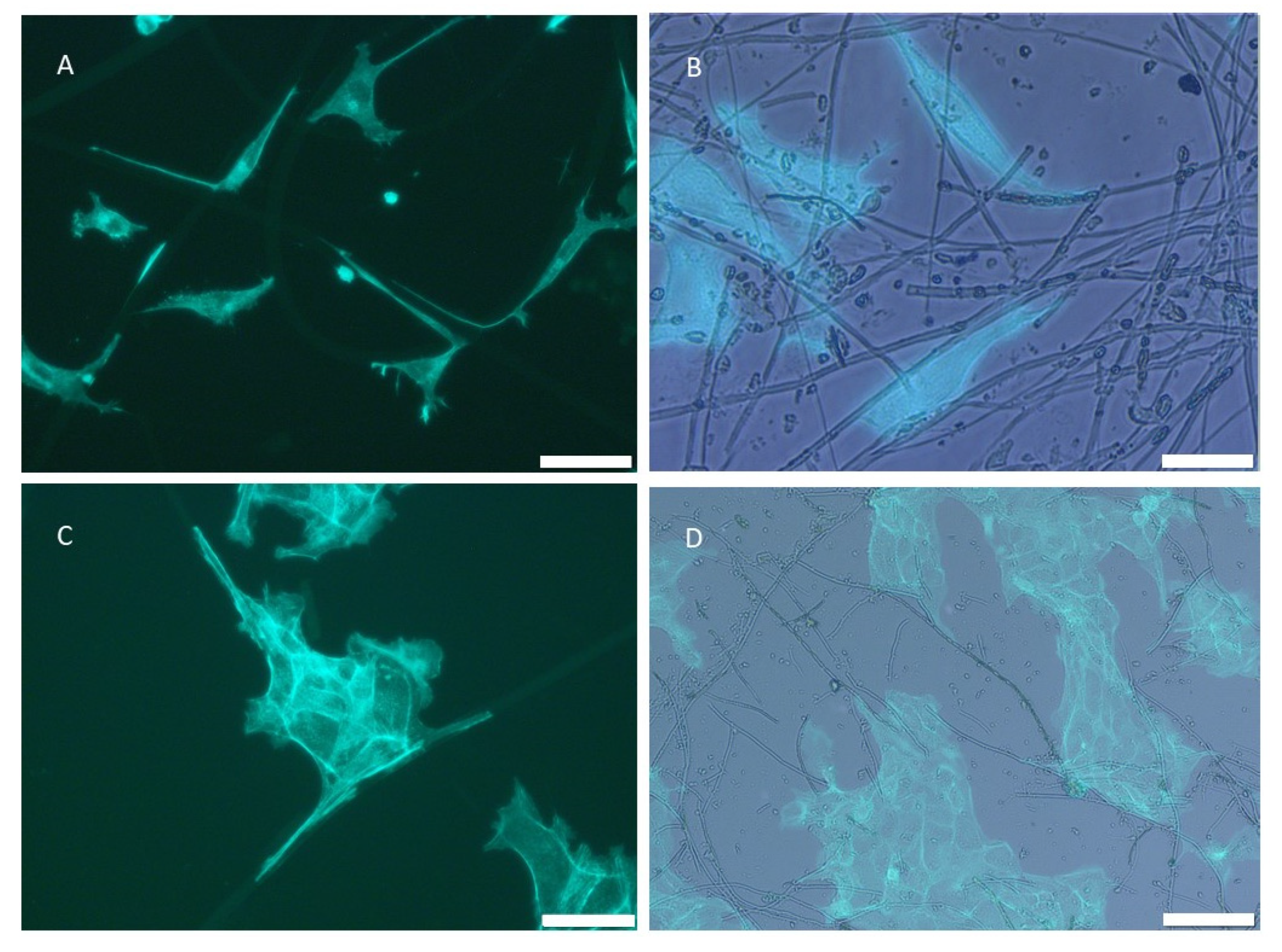 Marinedrugs 19 00563 g010