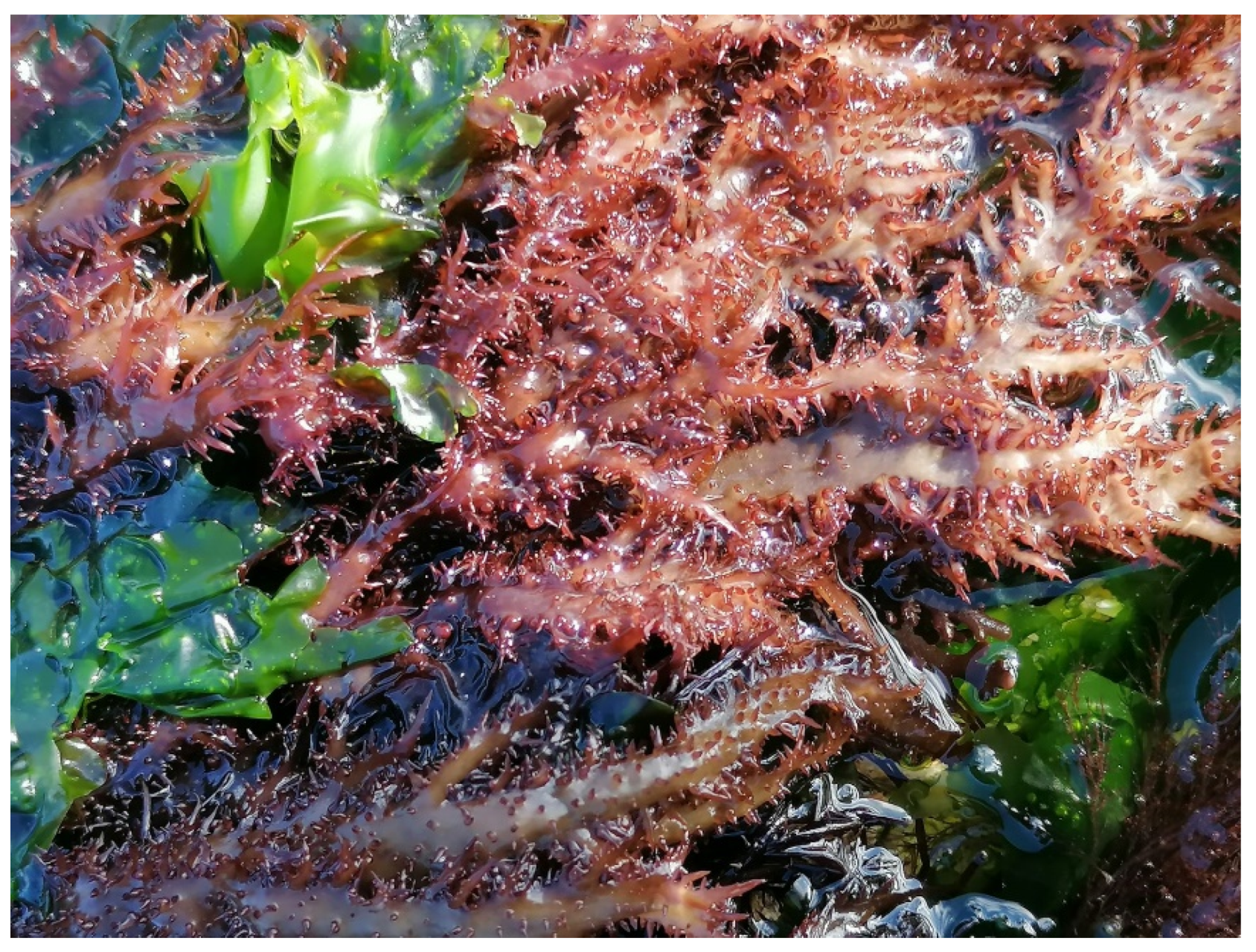 Marinedrugs 19 00570 g001