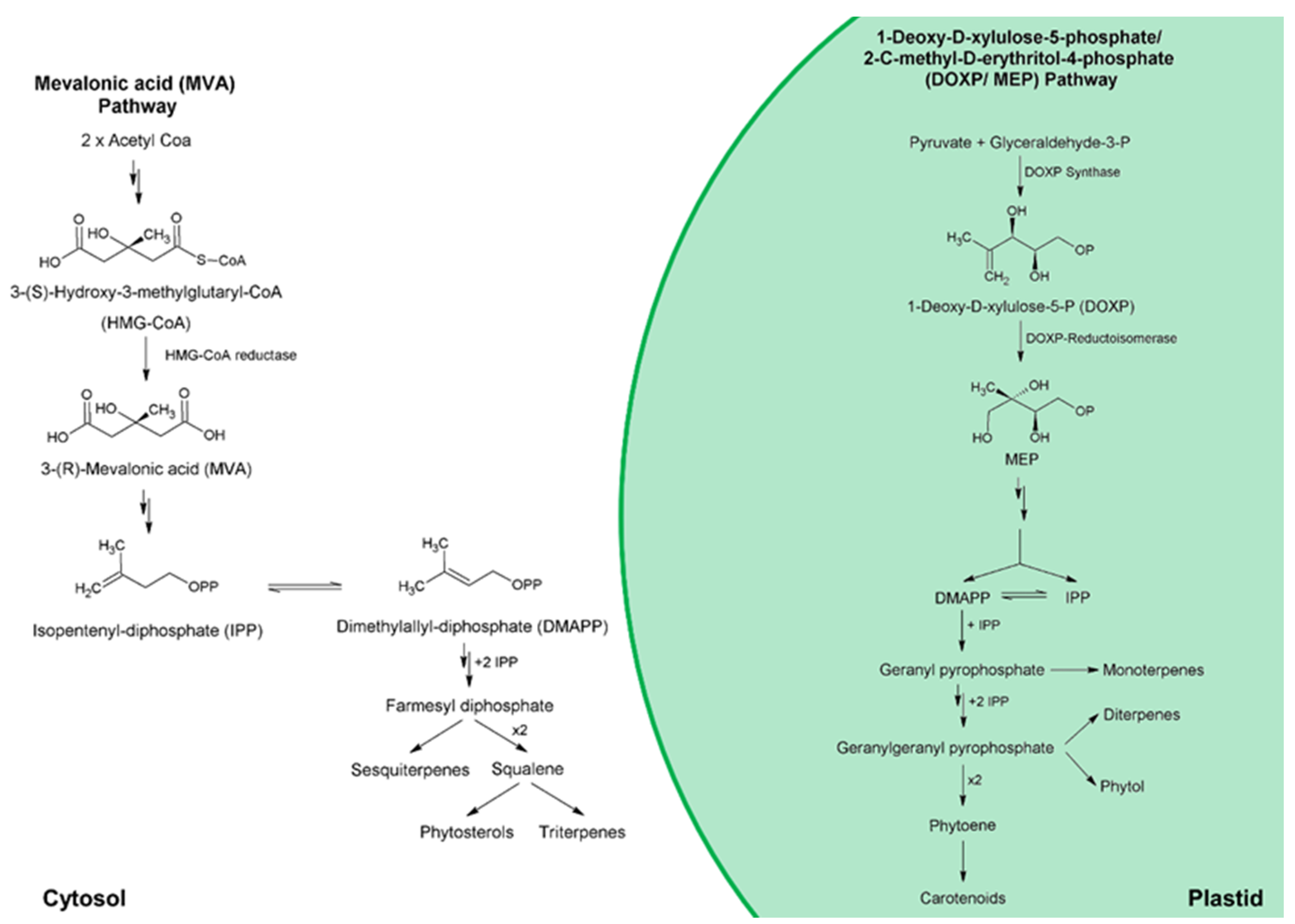 Marinedrugs 19 00573 g007