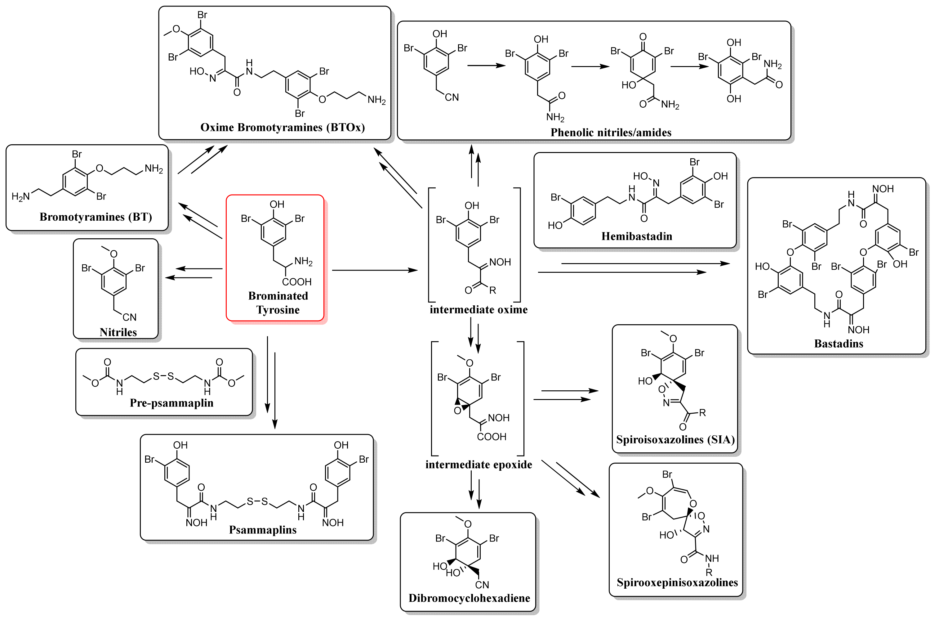Marinedrugs 19 00582 g002