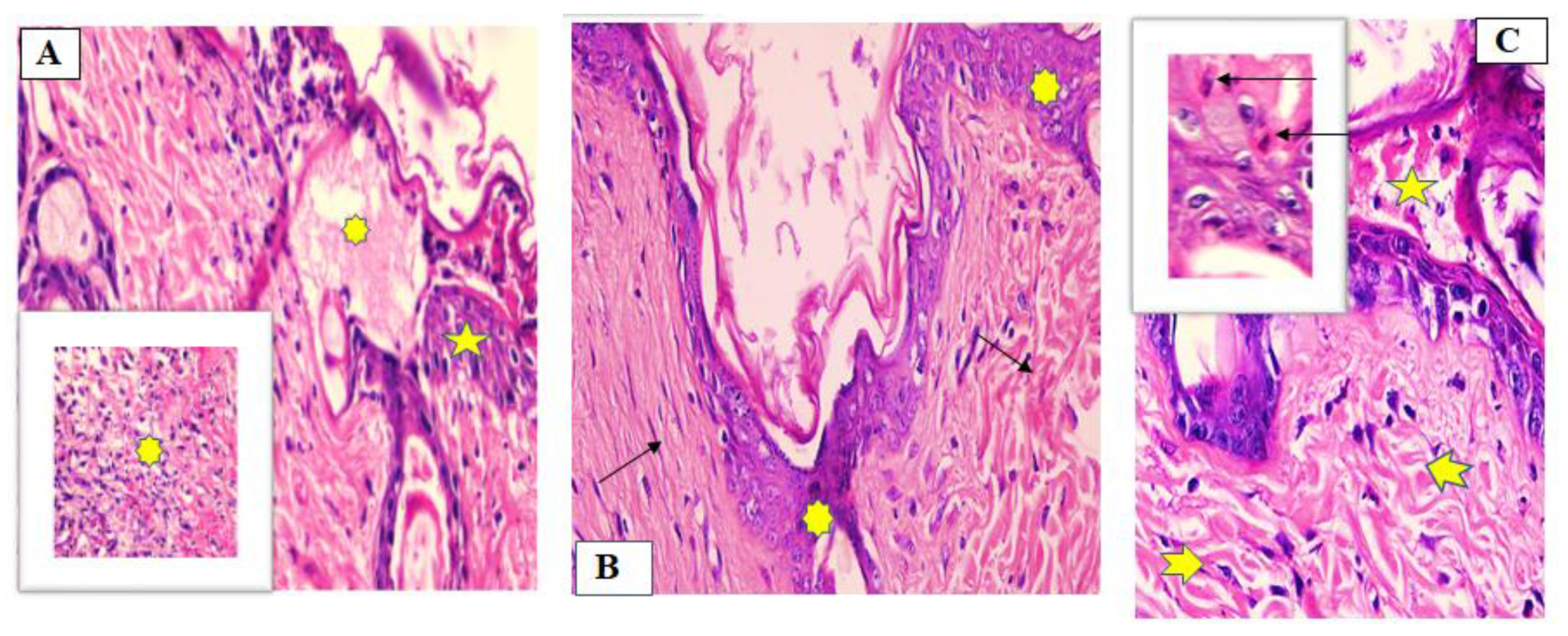 Marinedrugs 19 00605 g007
