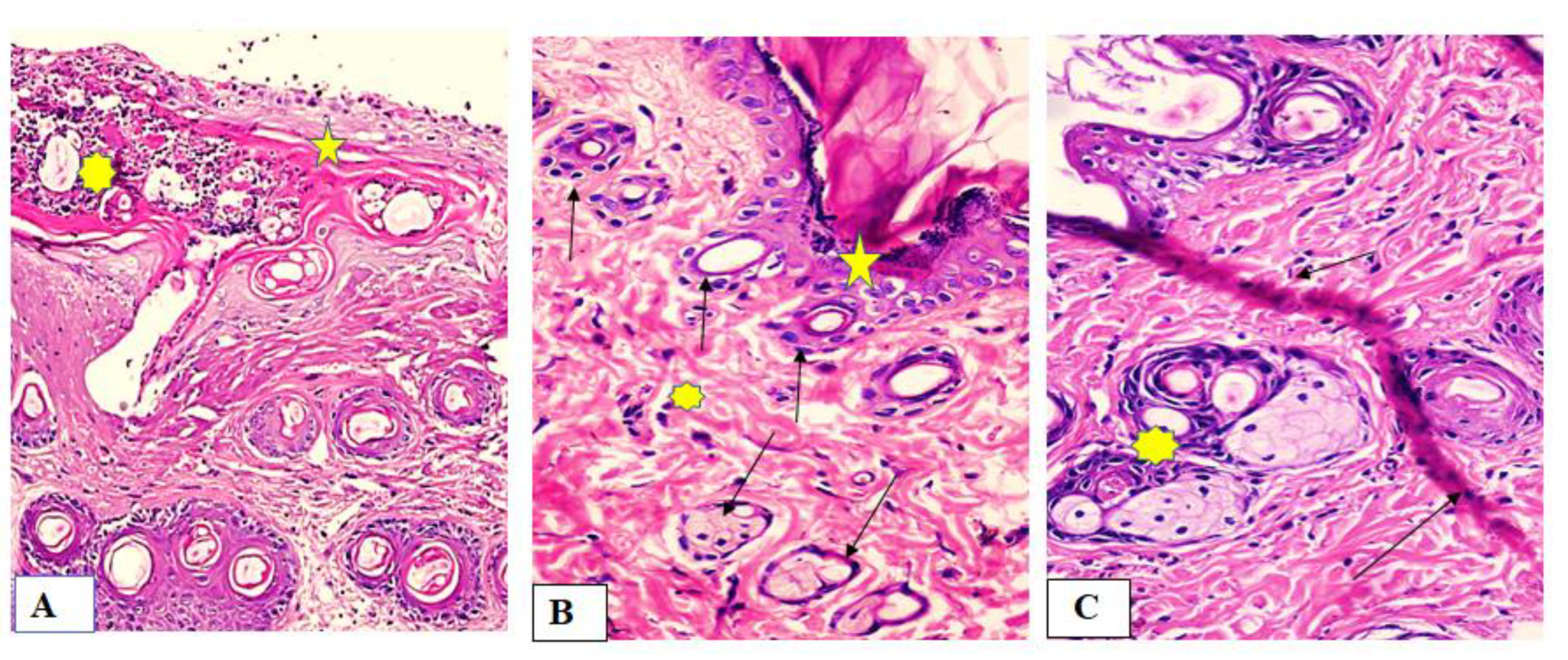 Marinedrugs 19 00605 g008