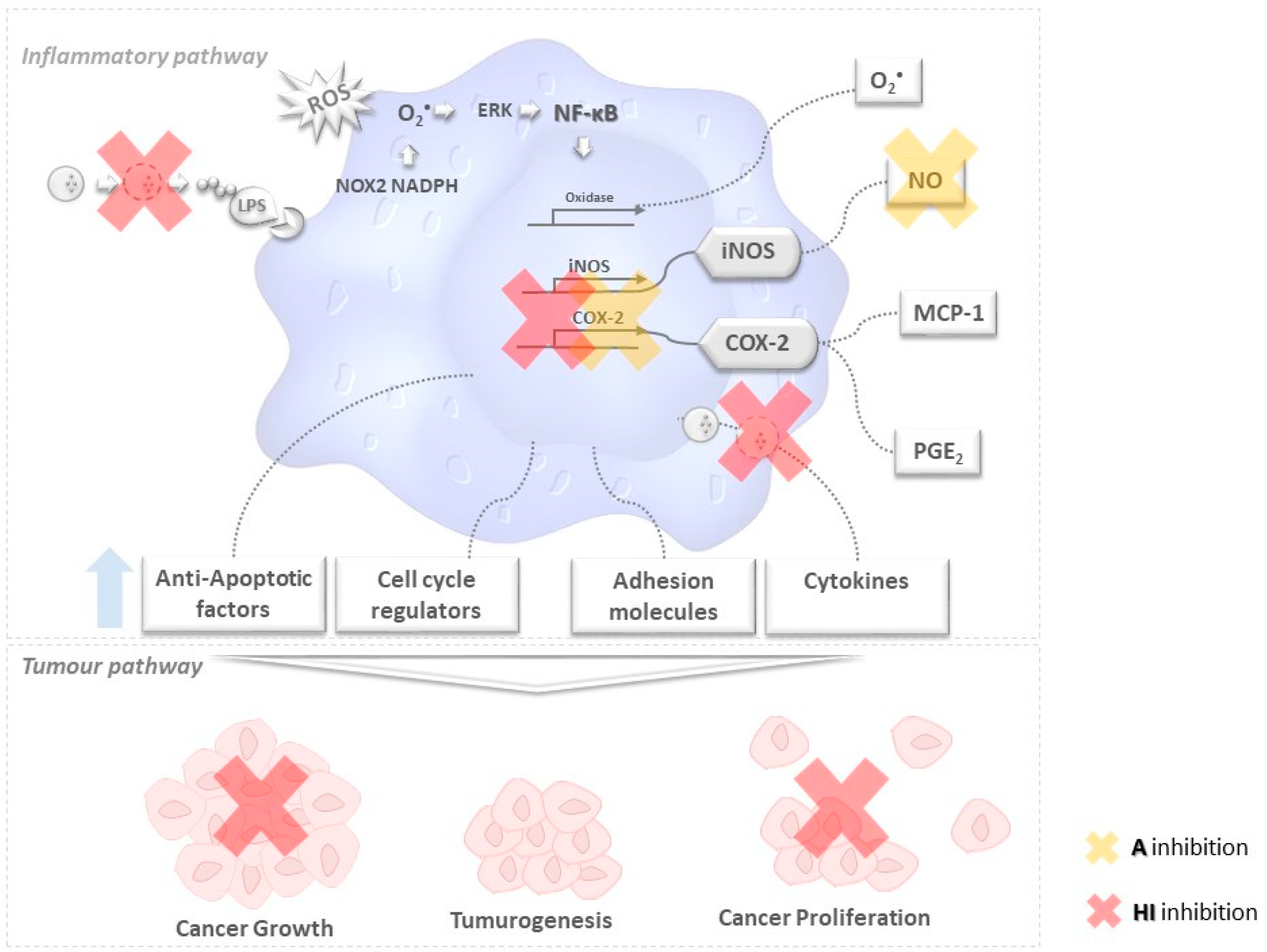 Marinedrugs 19 00623 g006