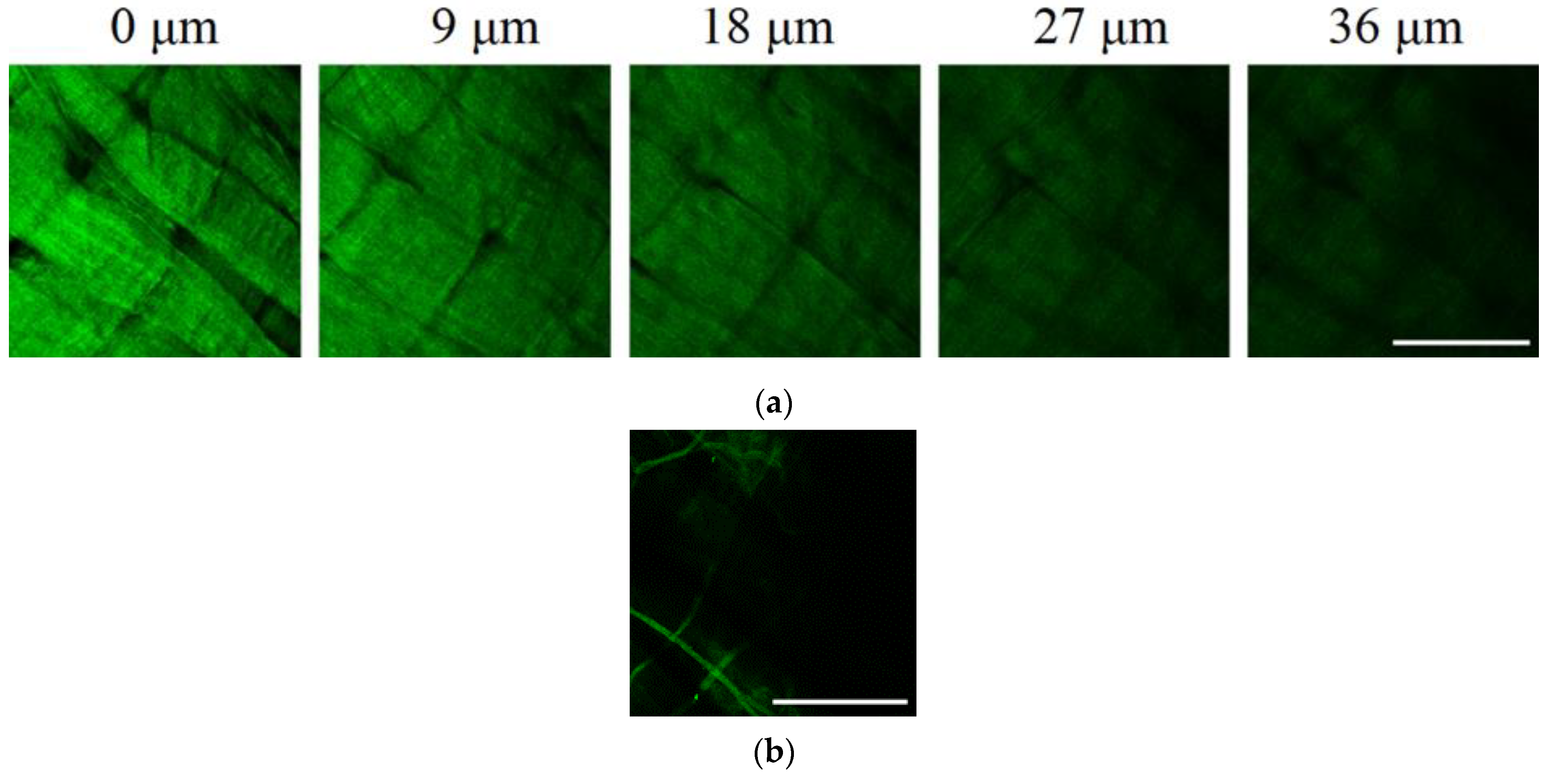 Marinedrugs 19 00679 g008