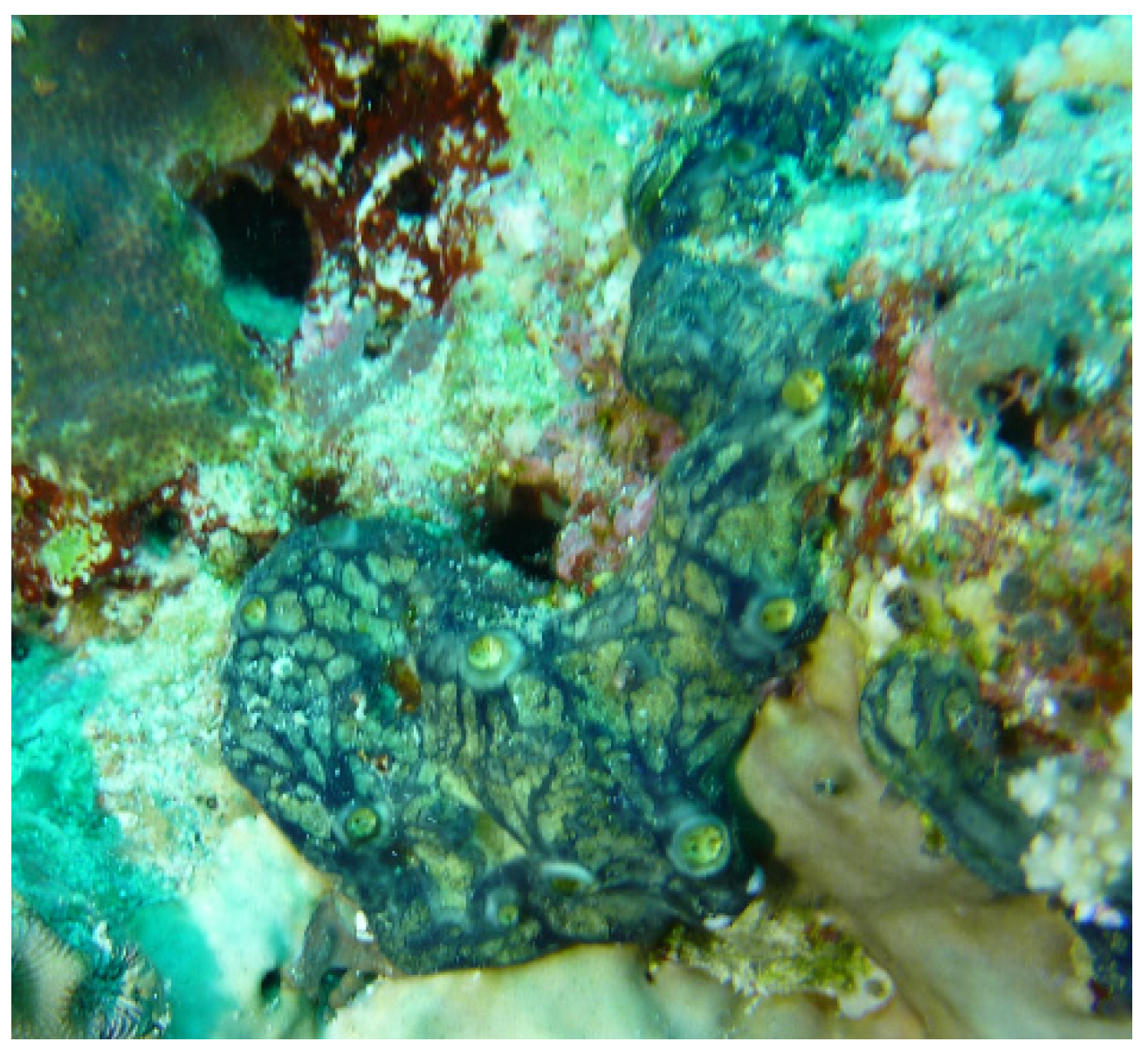 Marinedrugs 19 00691 g005