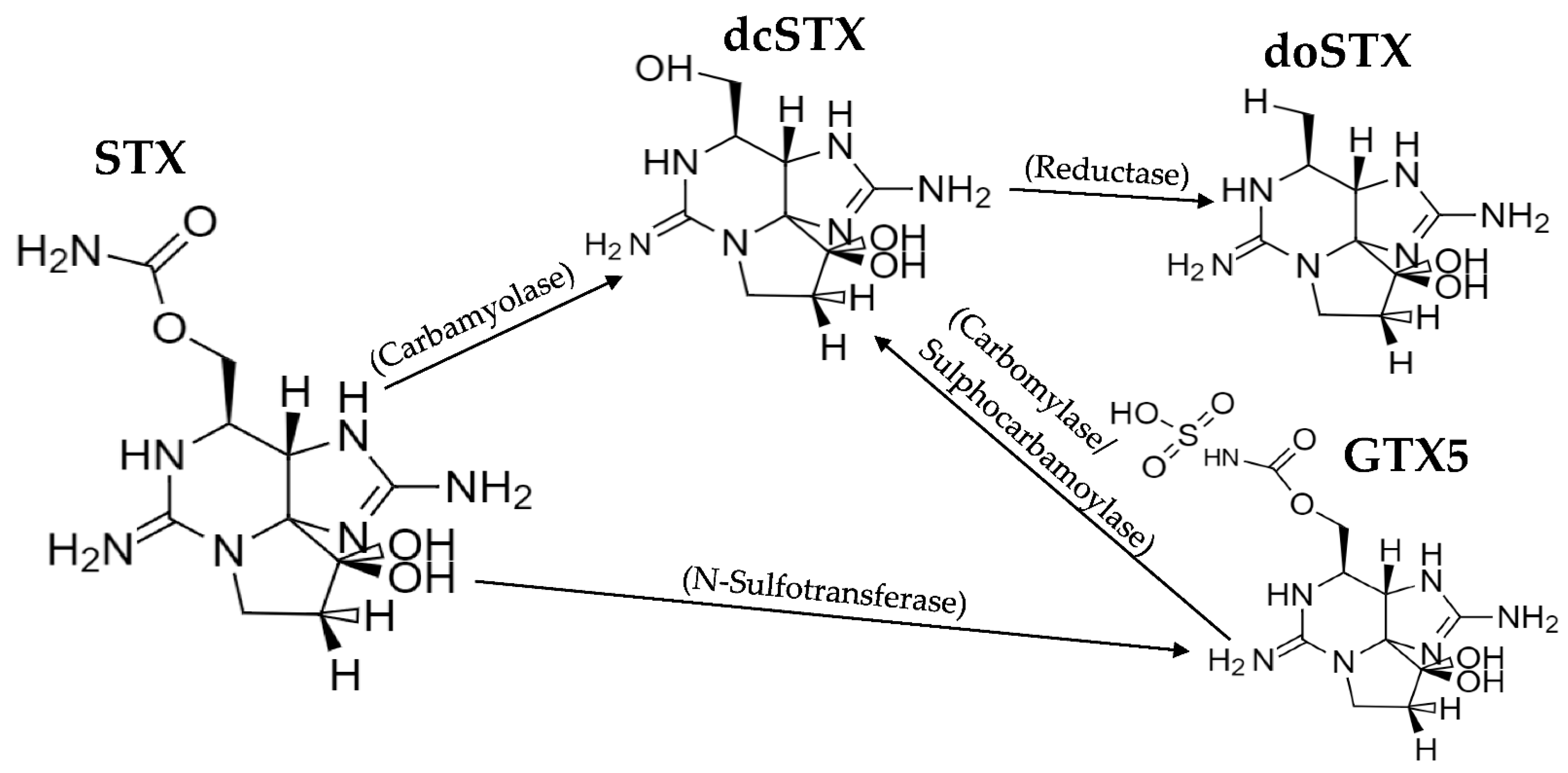 Marinedrugs 19 00695 g008