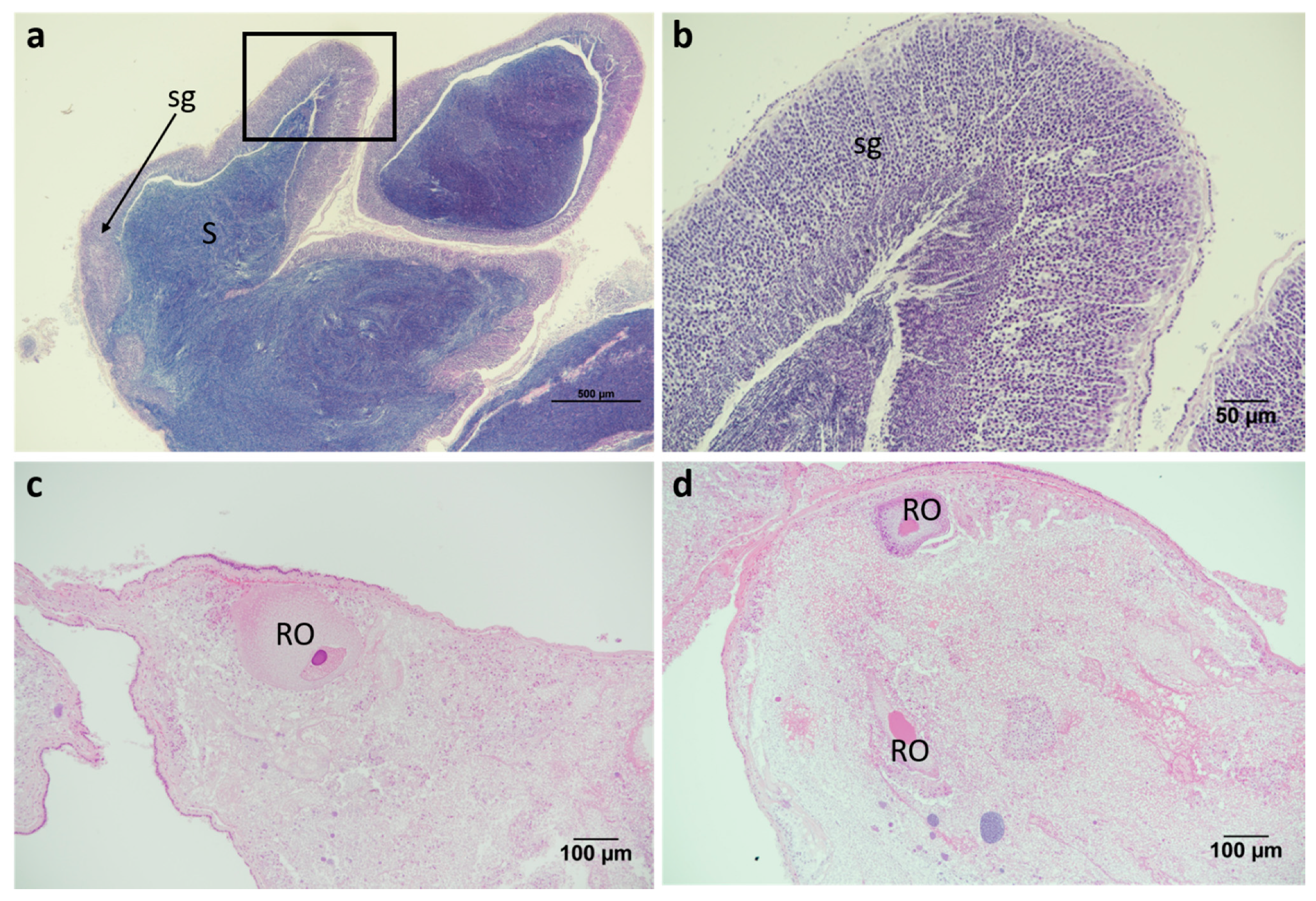 Marinedrugs 19 00695 g011