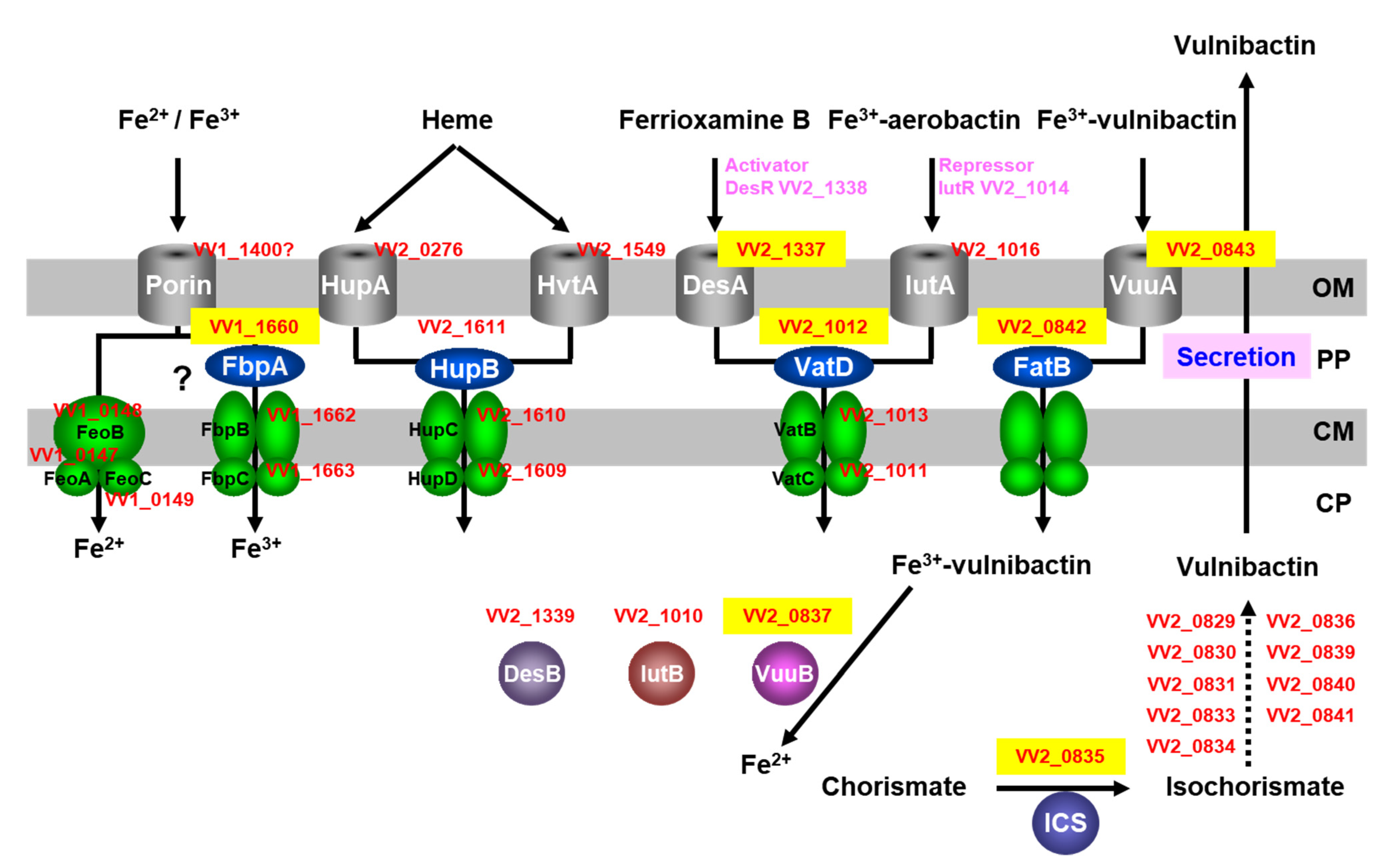 Marinedrugs 19 00710 g001