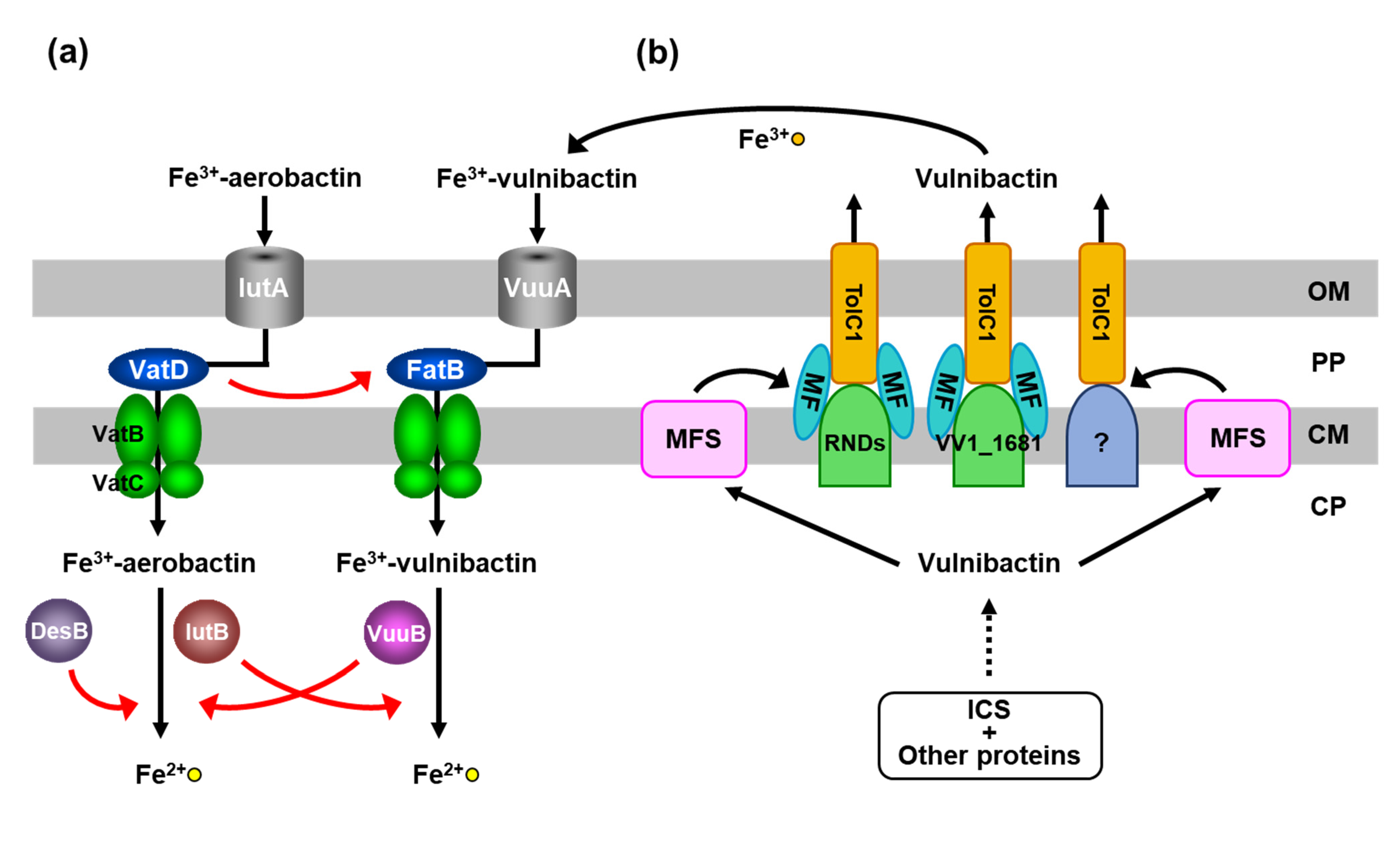 Marinedrugs 19 00710 g003a
