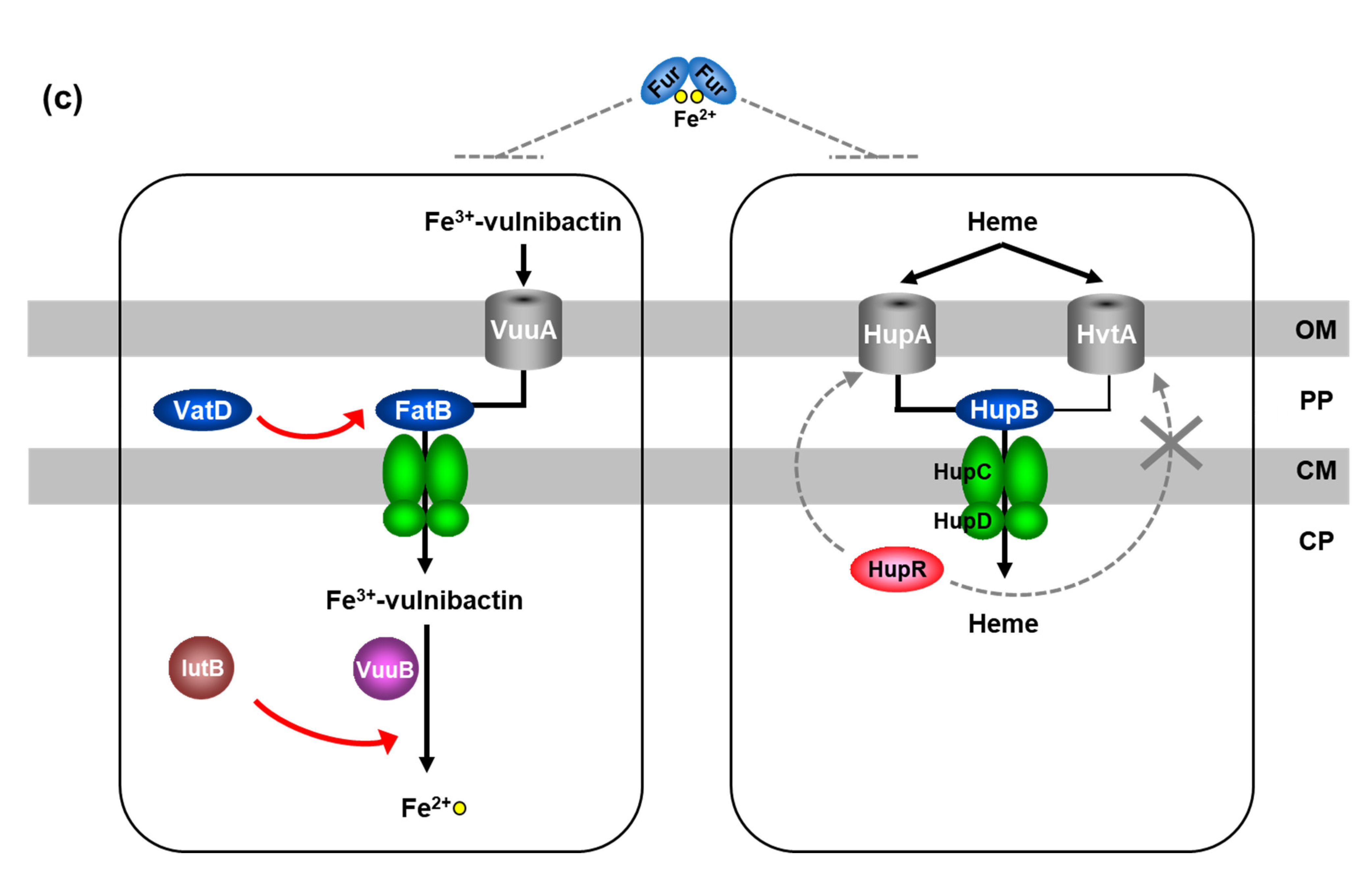 Marinedrugs 19 00710 g003b