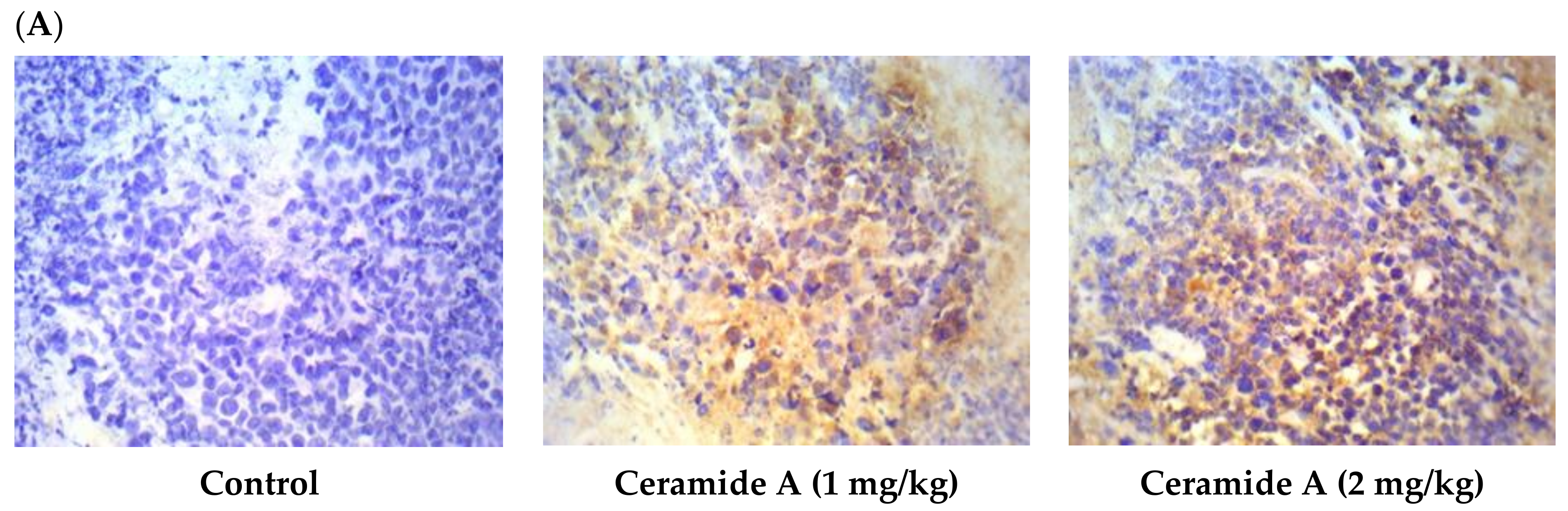 Marinedrugs 20 00063 g006a Marinedrugs 20 00063 g006a