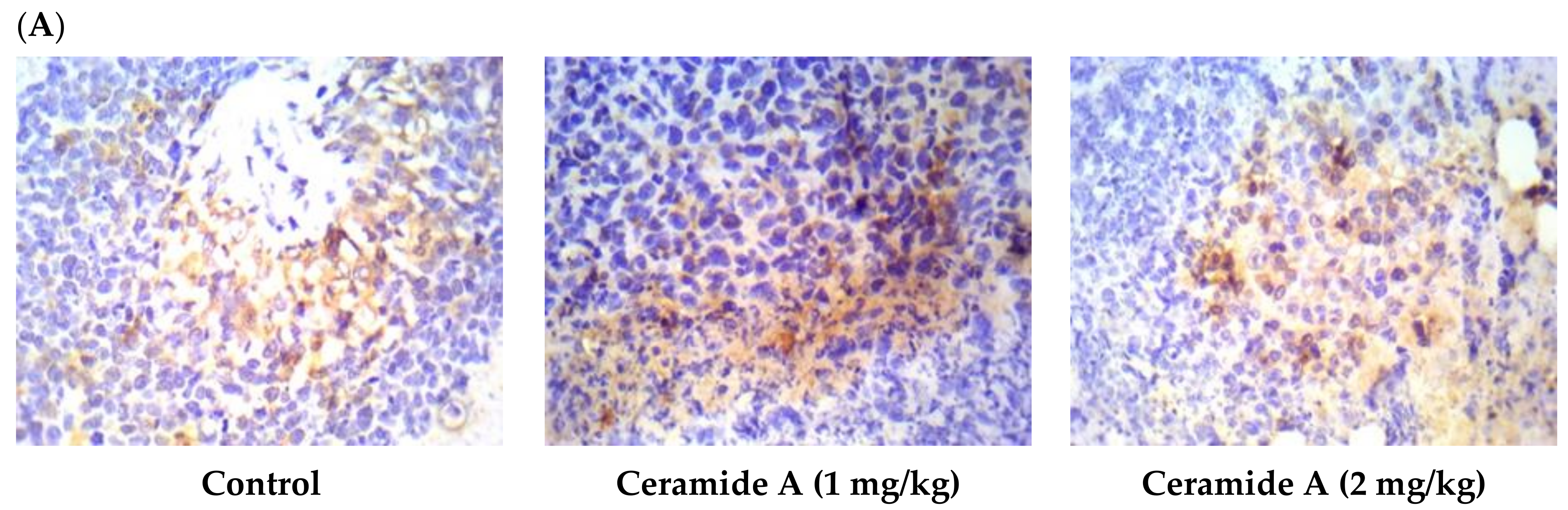 Marinedrugs 20 00063 g007a Marinedrugs 20 00063 g007a